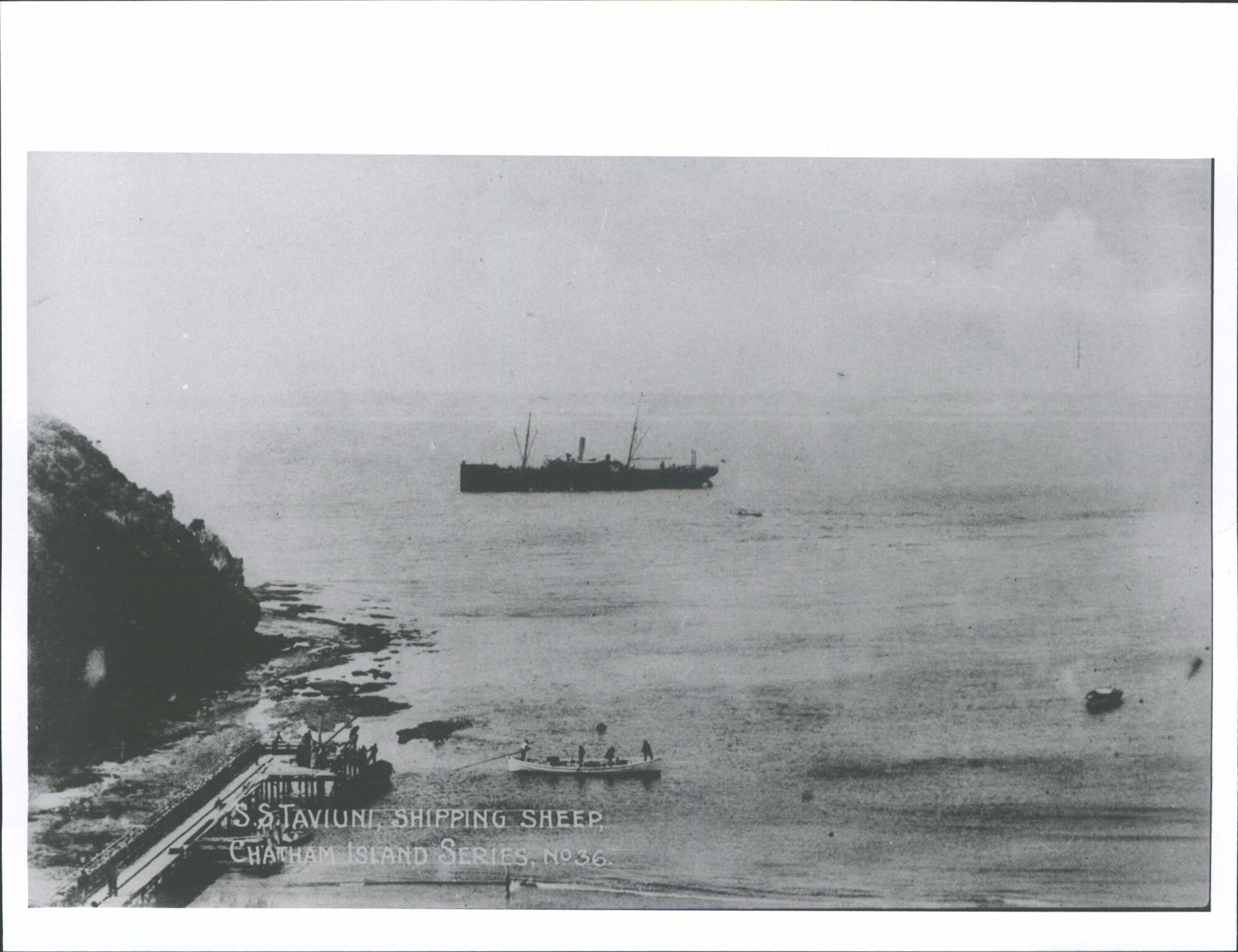 SS. Taviuni shipping sheep