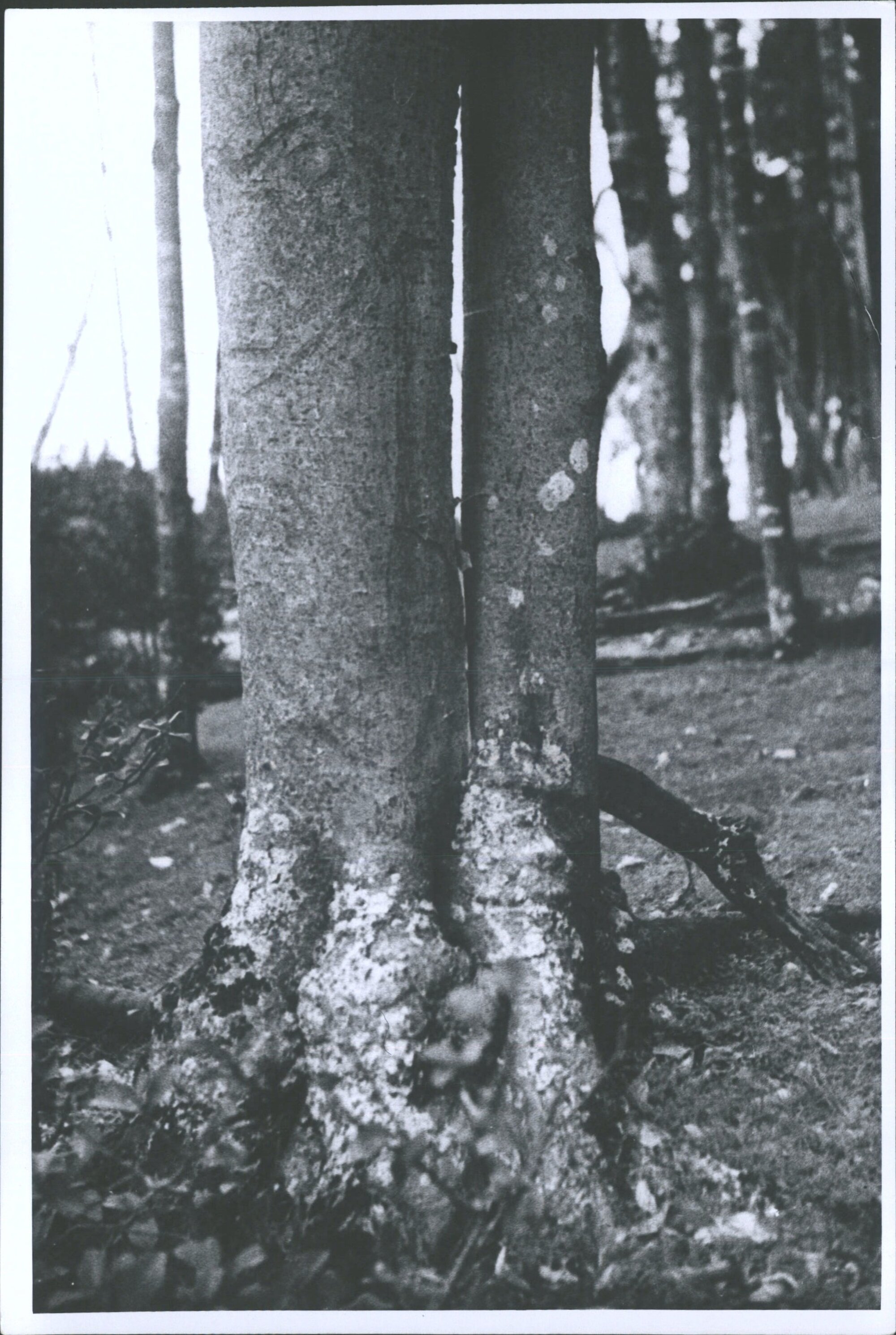 Dendroglyphs