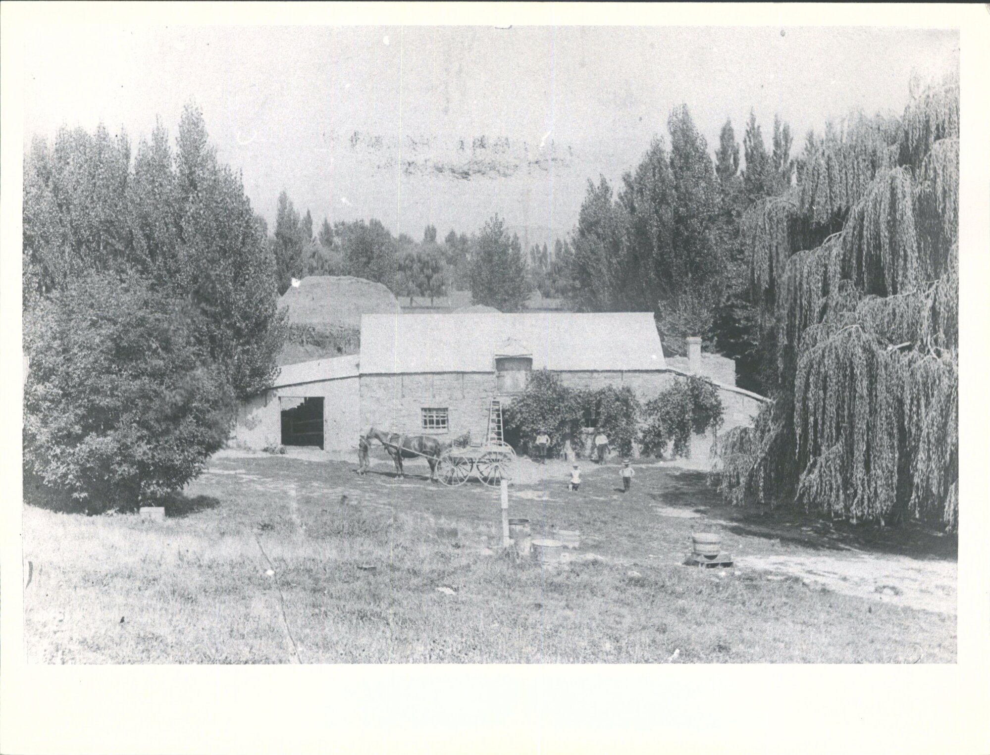 "Monte Christo" First vinery at Clyde, 1893