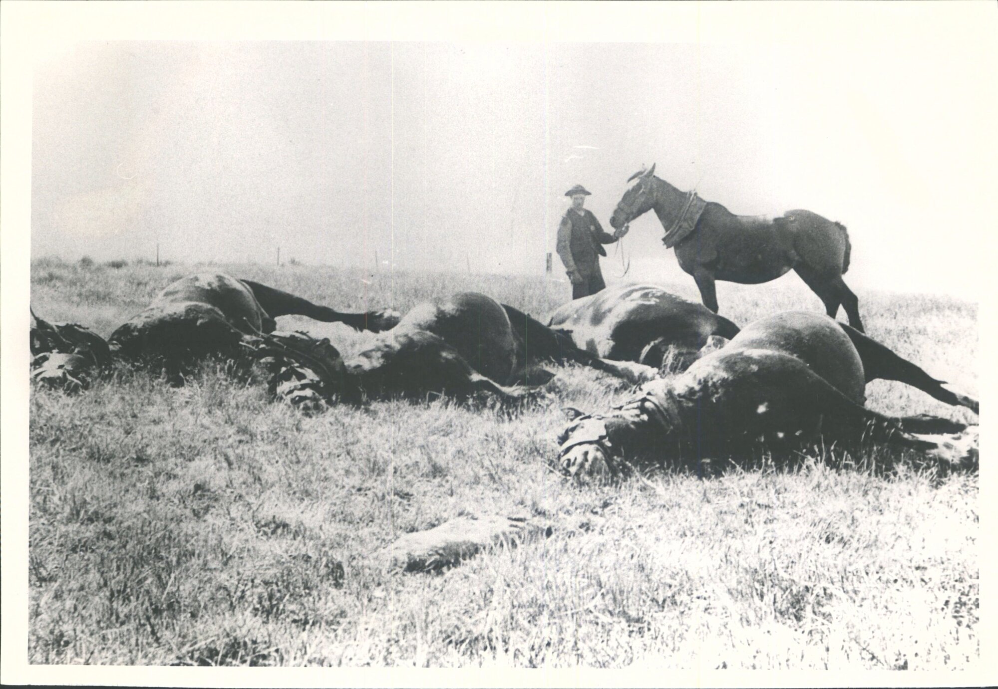 Horses killed by lightning