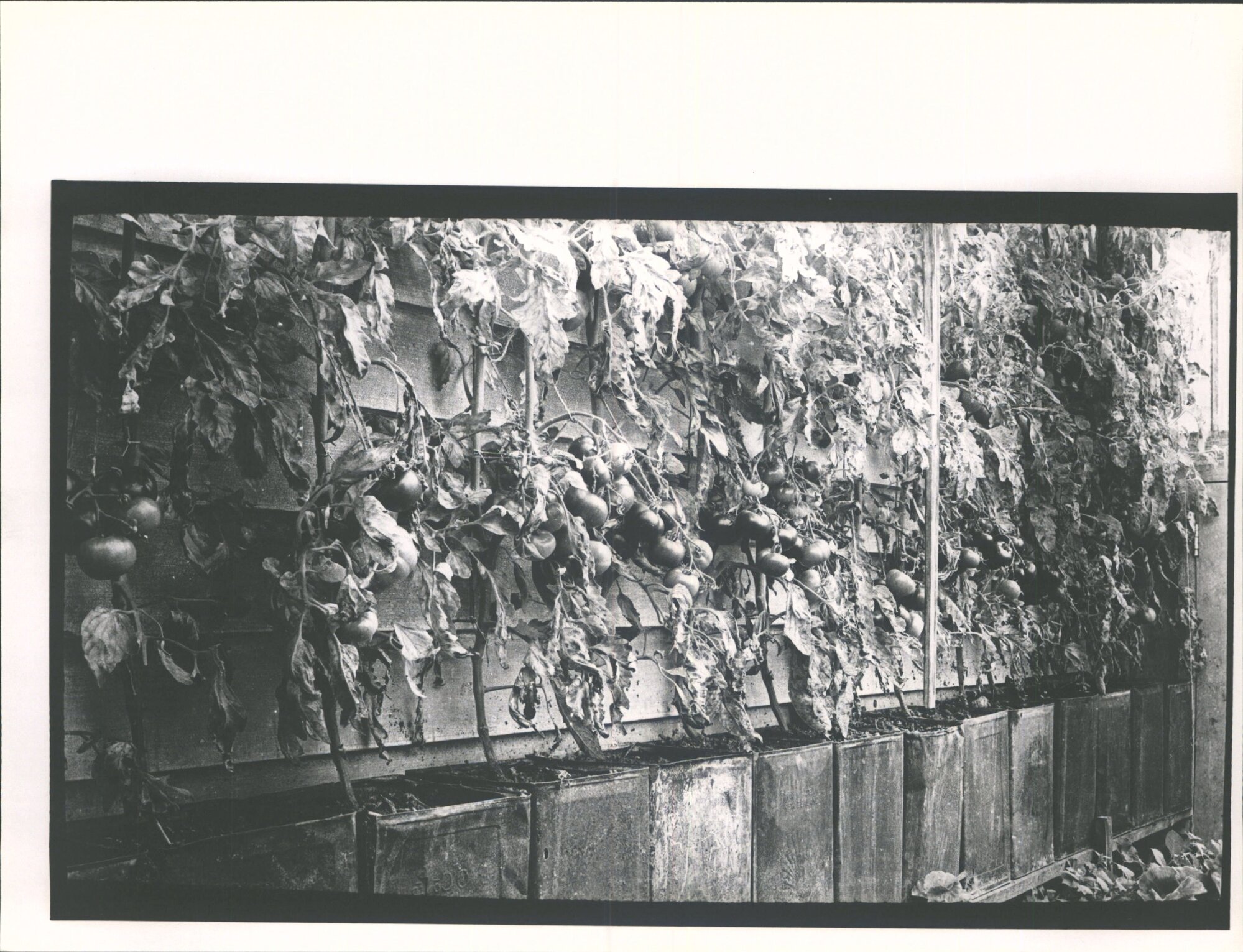 Davidson's Garden - Tomatoes