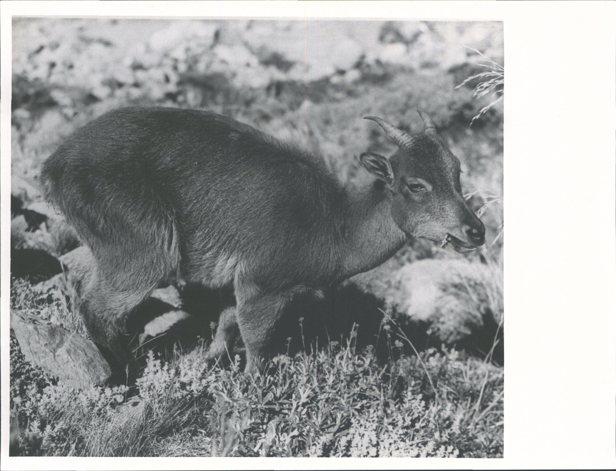 Mount Cook National Park {Chamois]