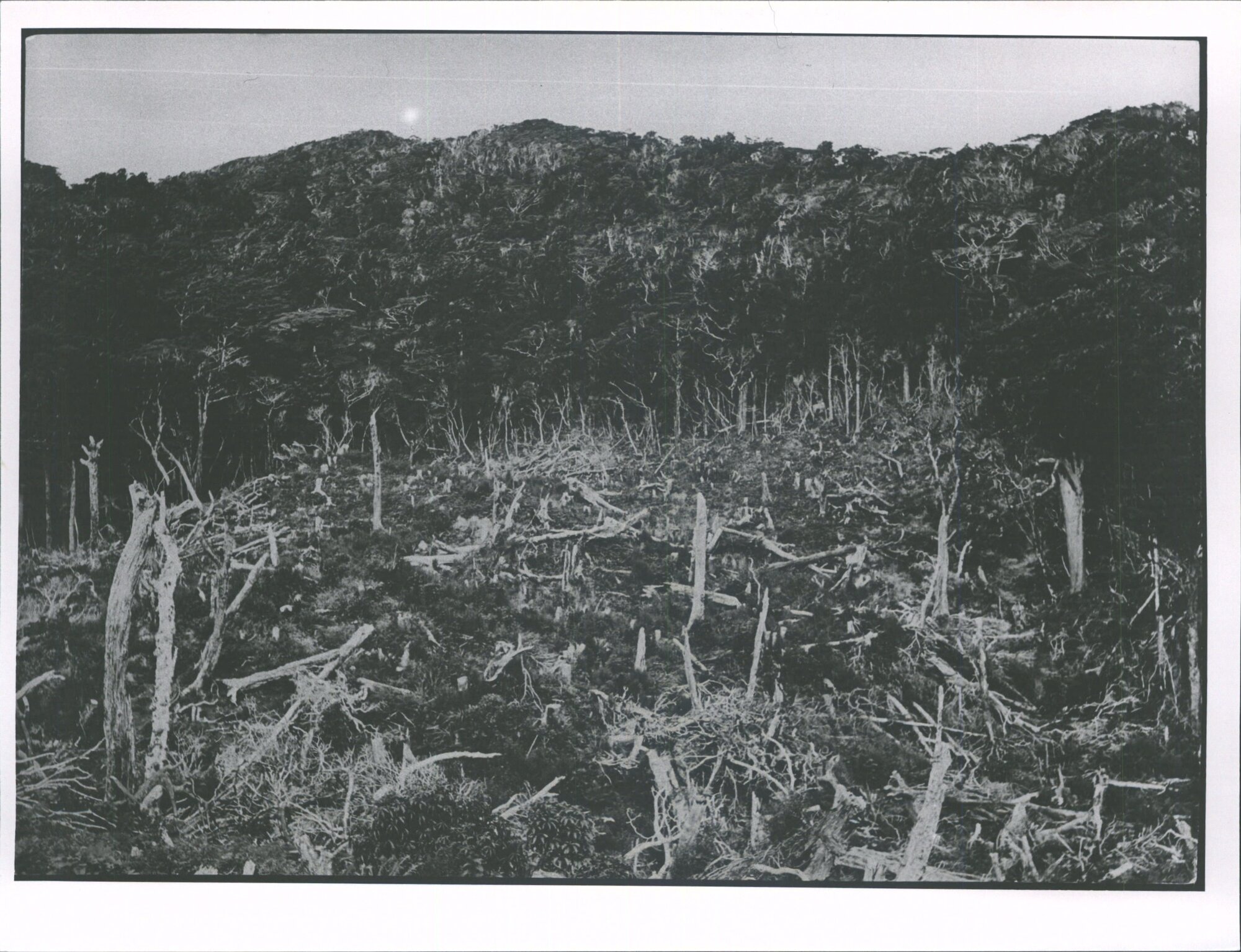 A corner of our old Clearing &amp; the sheep