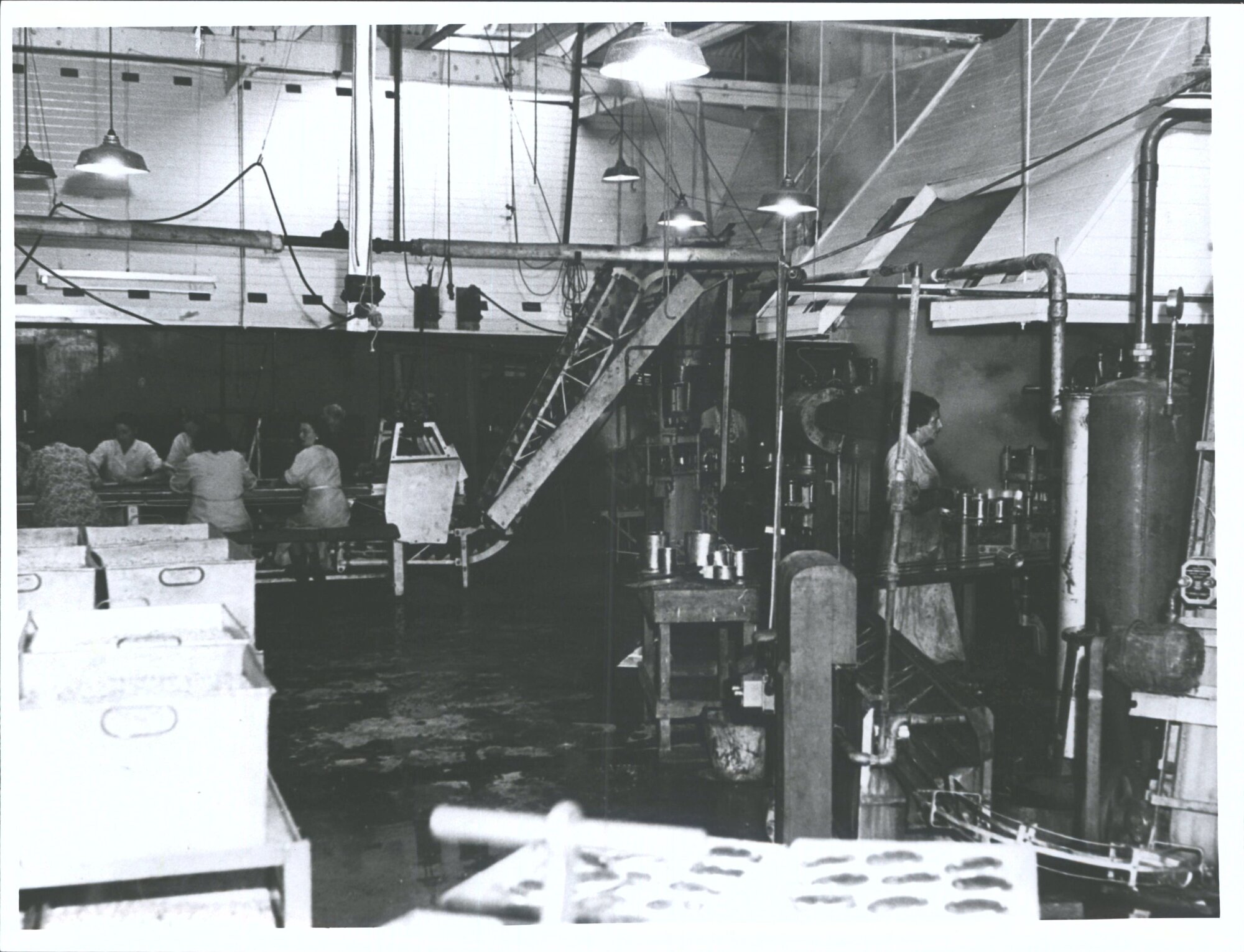 Pea canning