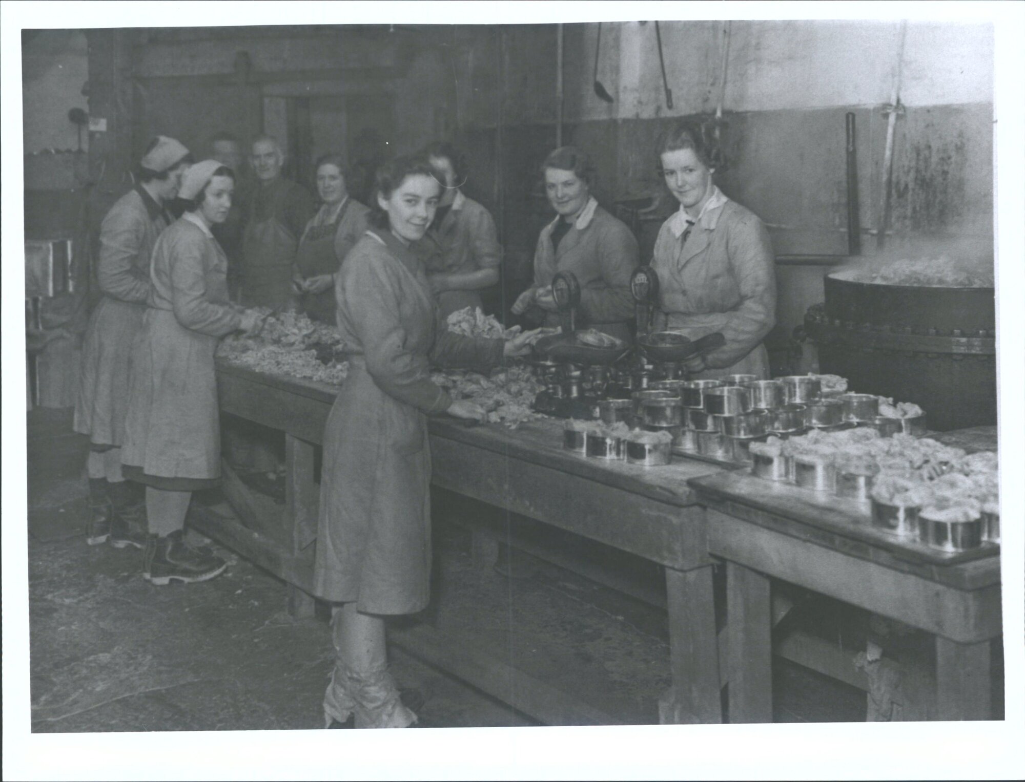 Packing sheep tongues into tins