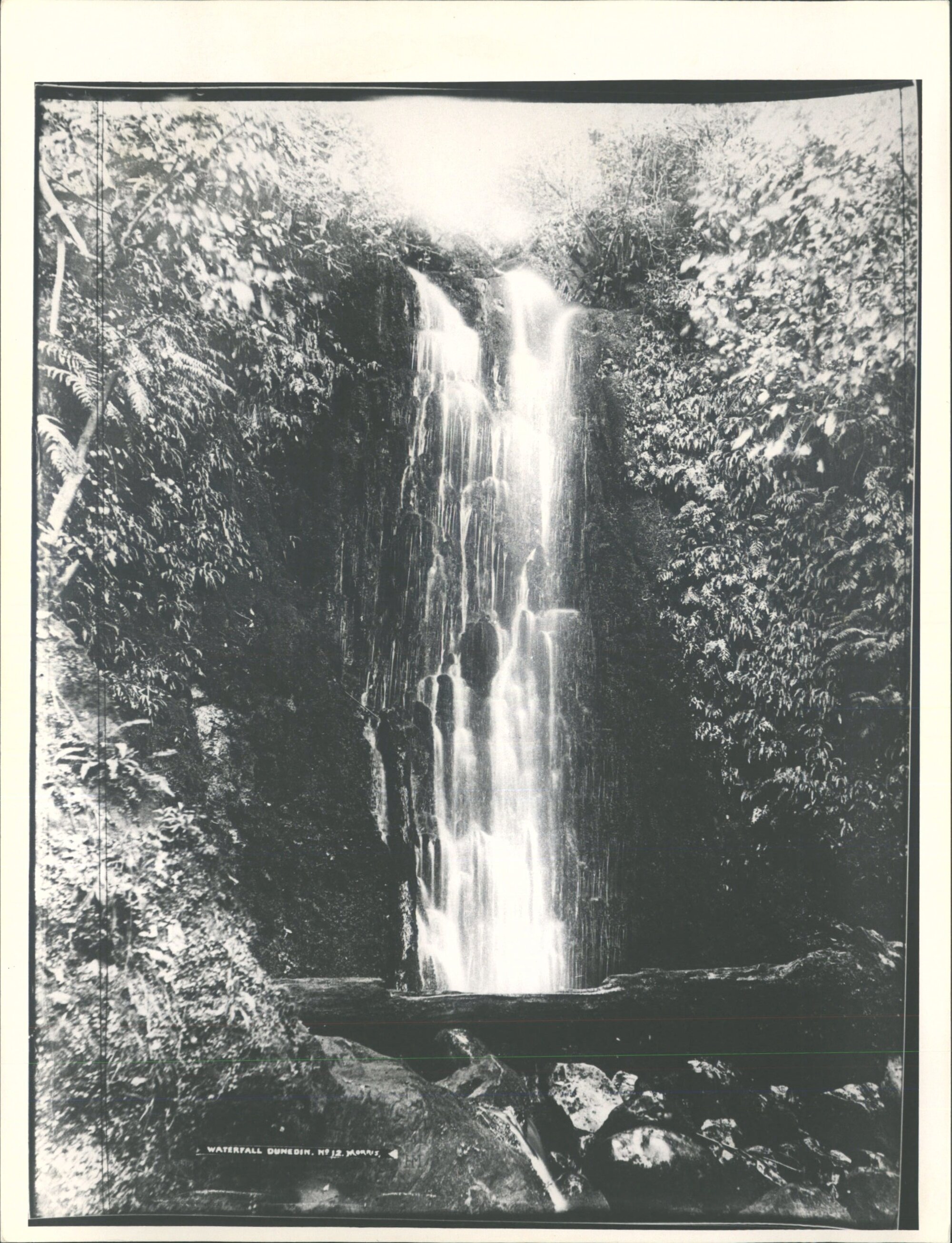Nichol's Creek, Leith Valley