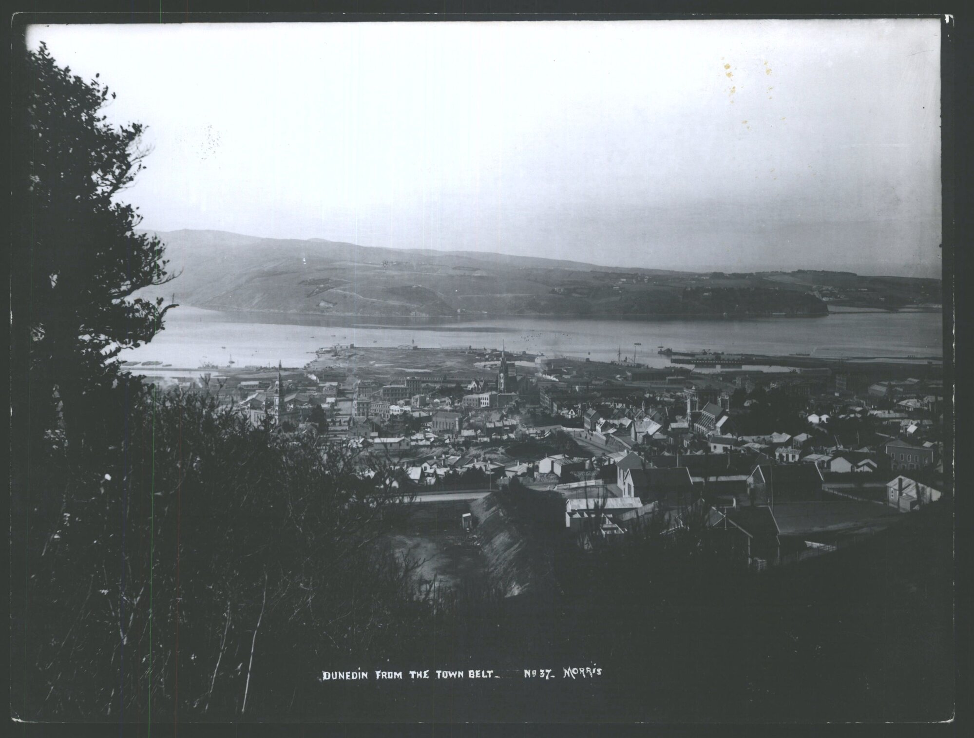 Dunedin from the town belt