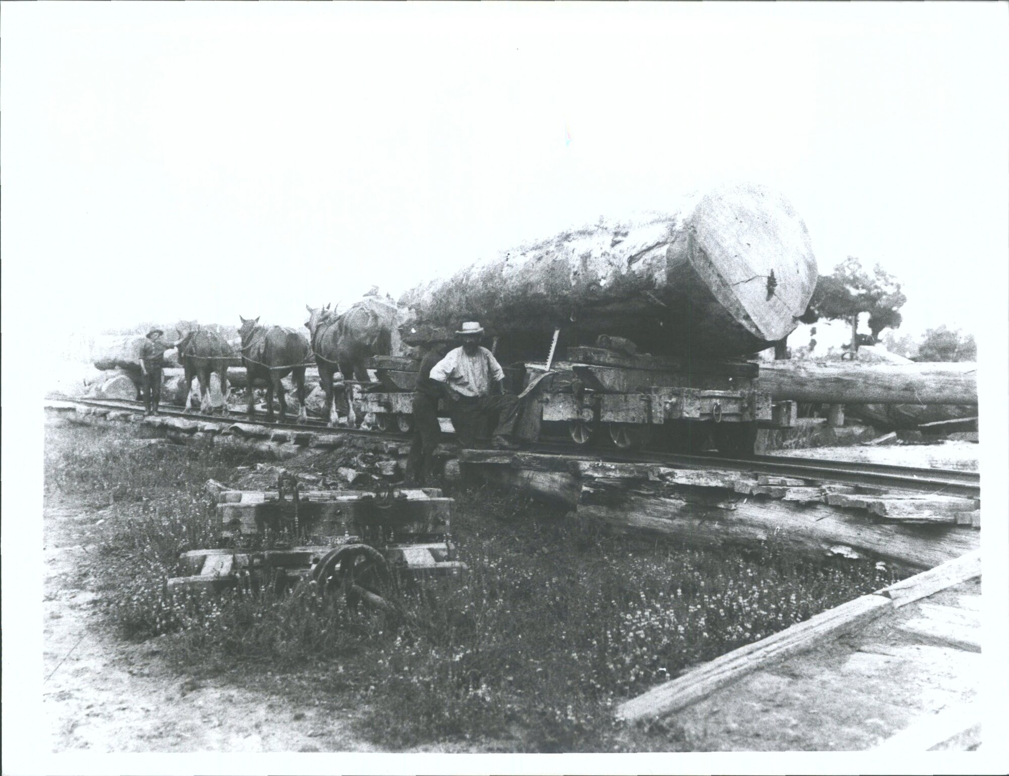 "Hauling Kauri logs out of bush mill, Auckland, North Island, New Zealand."