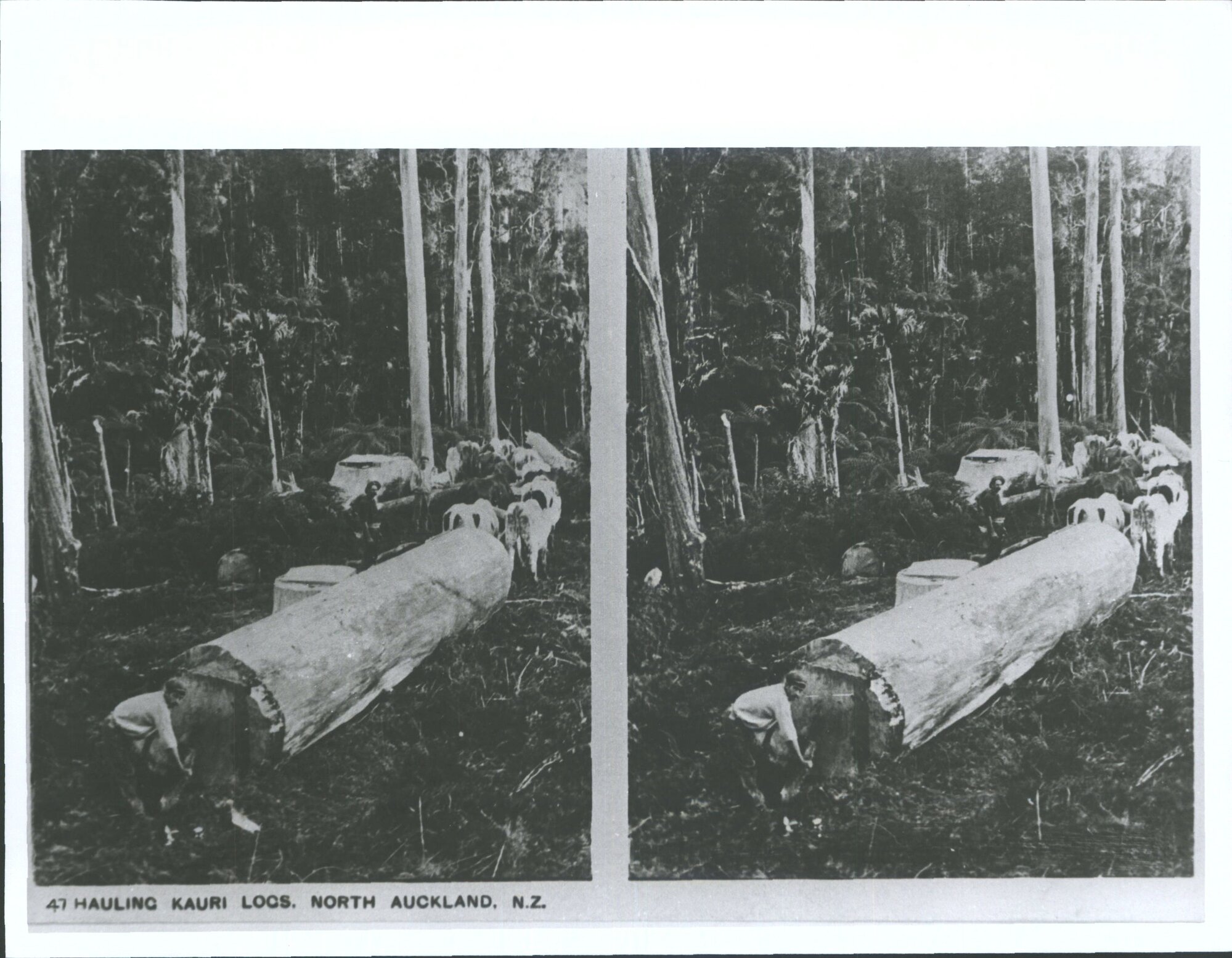 Hauling Logs Nth  Auckland