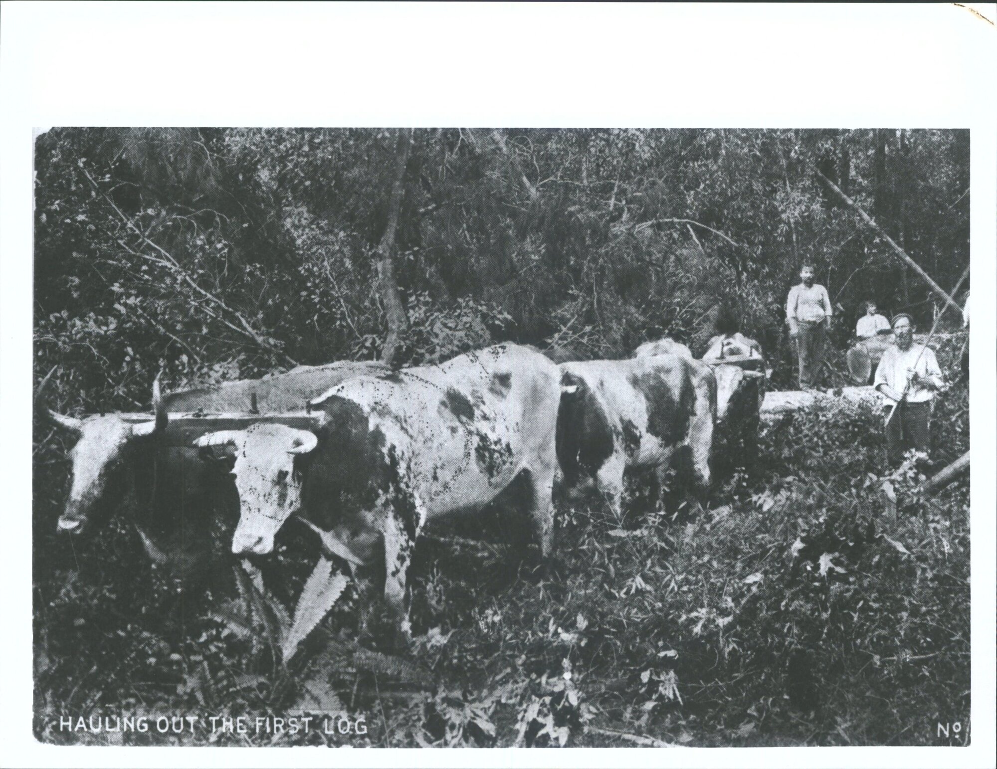 Hauling out the first log