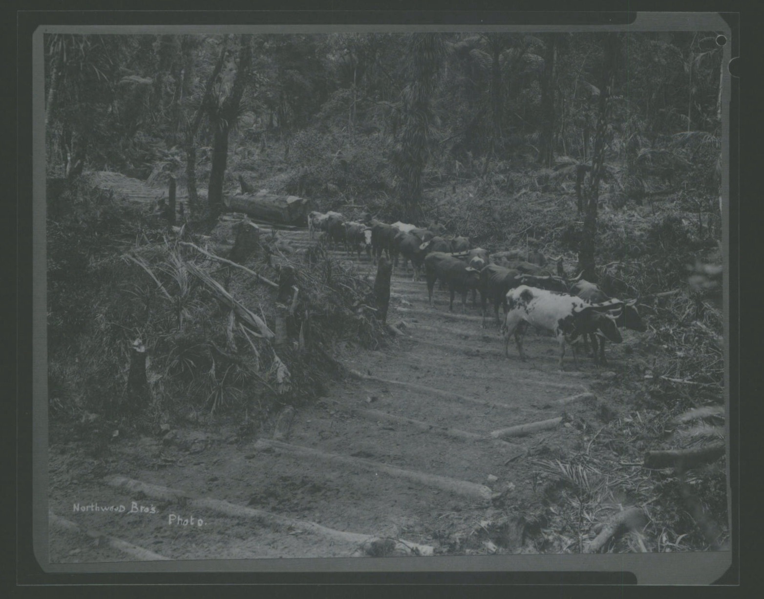Omahuta "Hauling on the skidded road"
