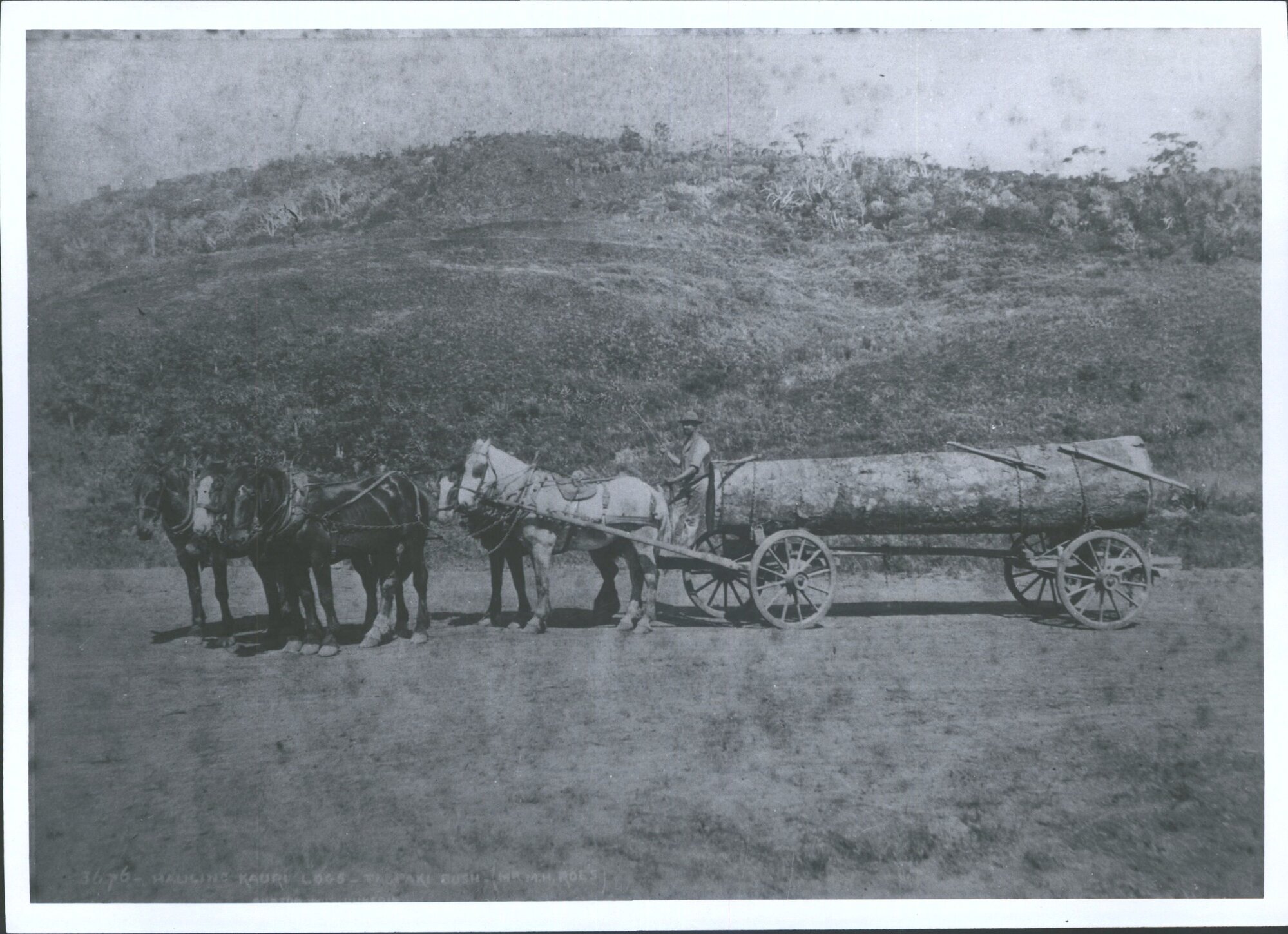 TUAPAKI BUSH Horse-draw log wagon