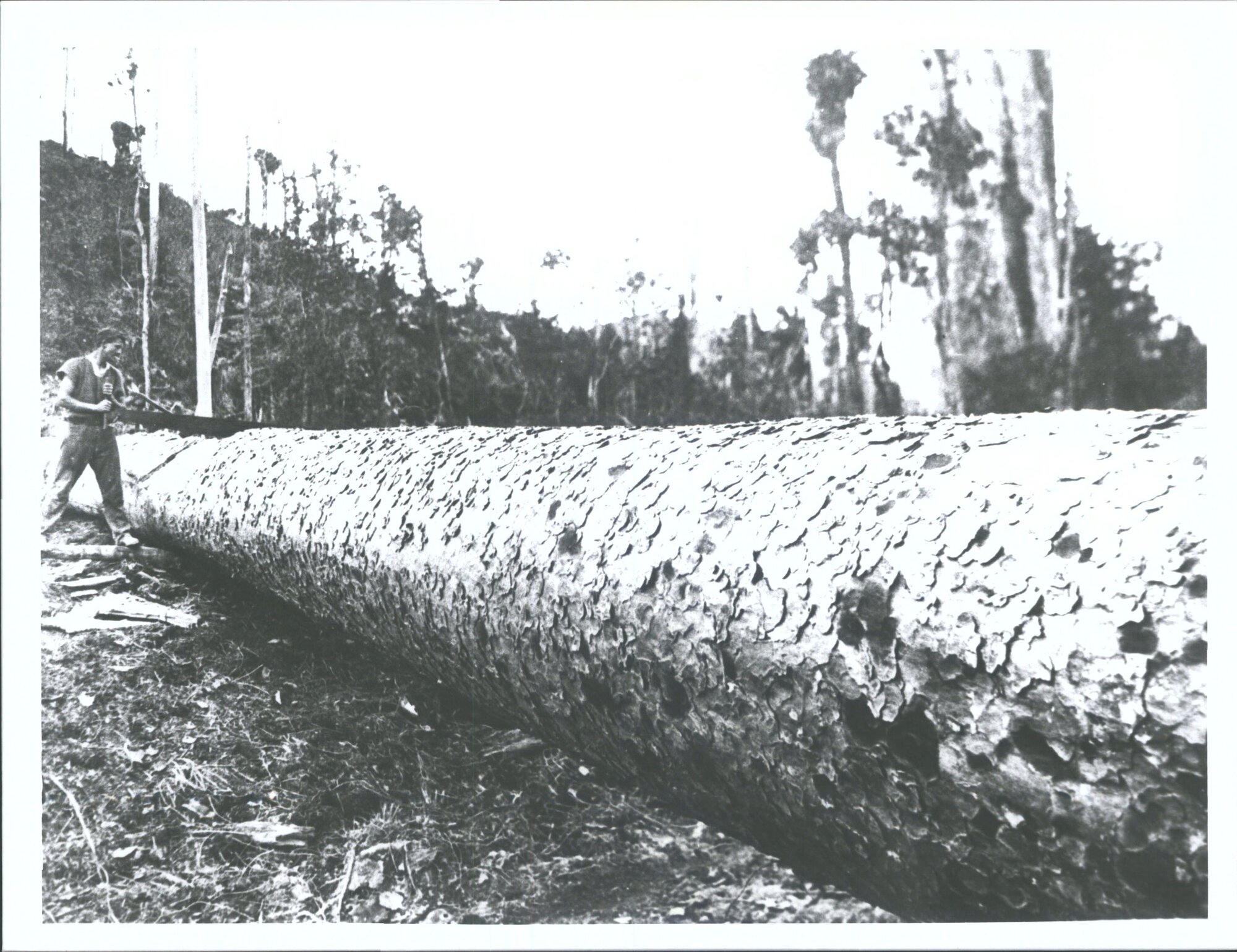 Kauri over 110ft long.