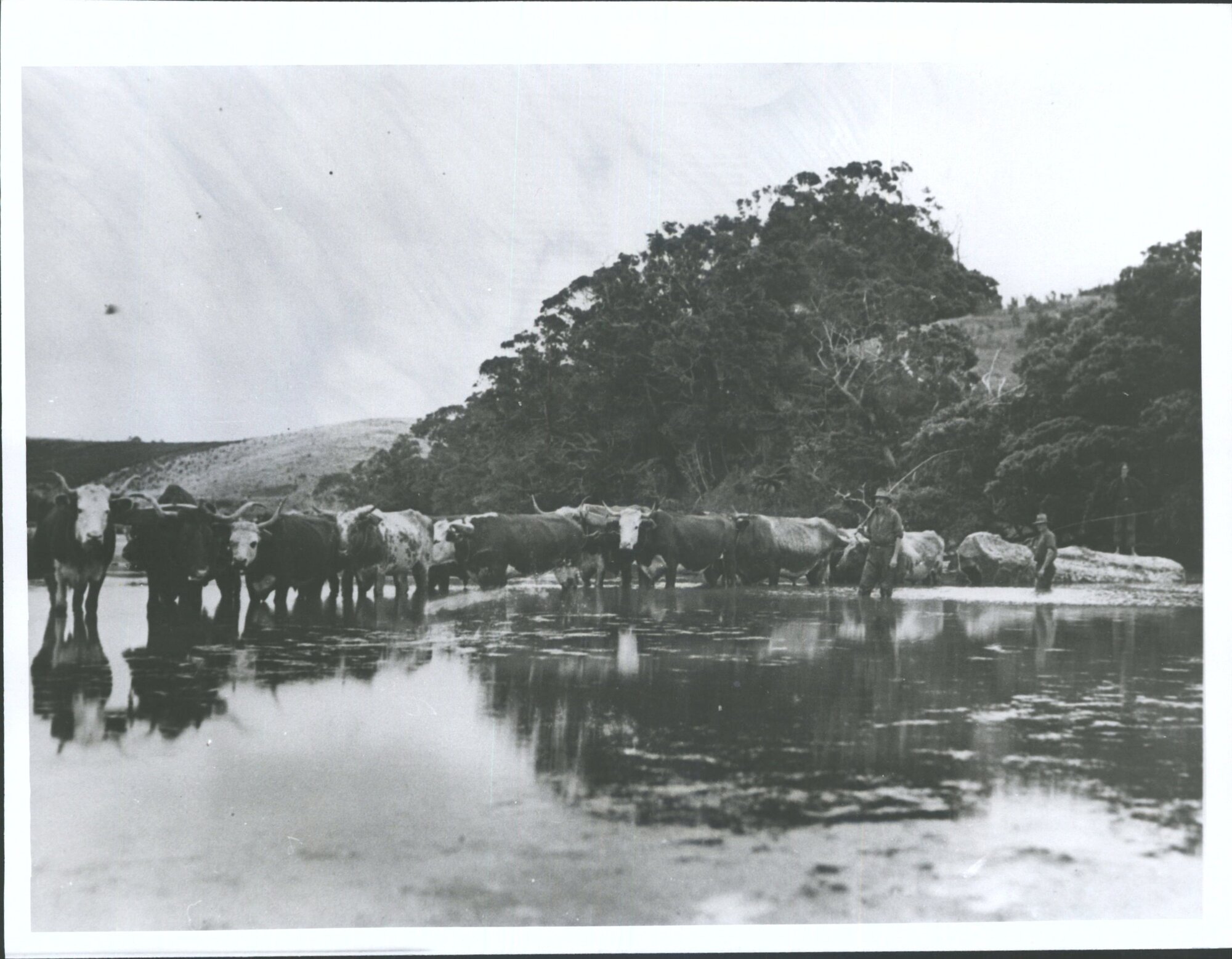 Bill Dennis with his team of bullocks.etc