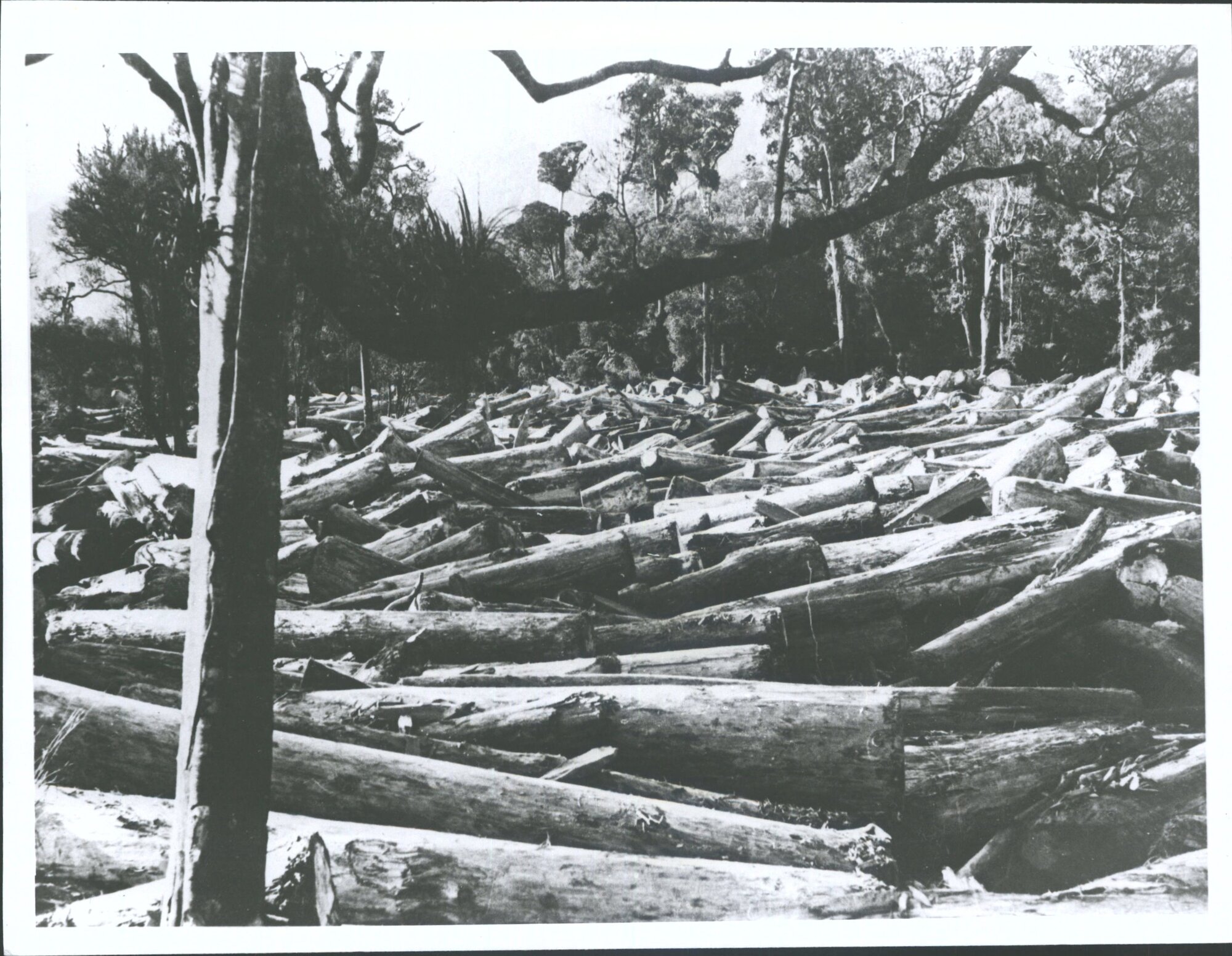 The end of drive, thousands of logs.