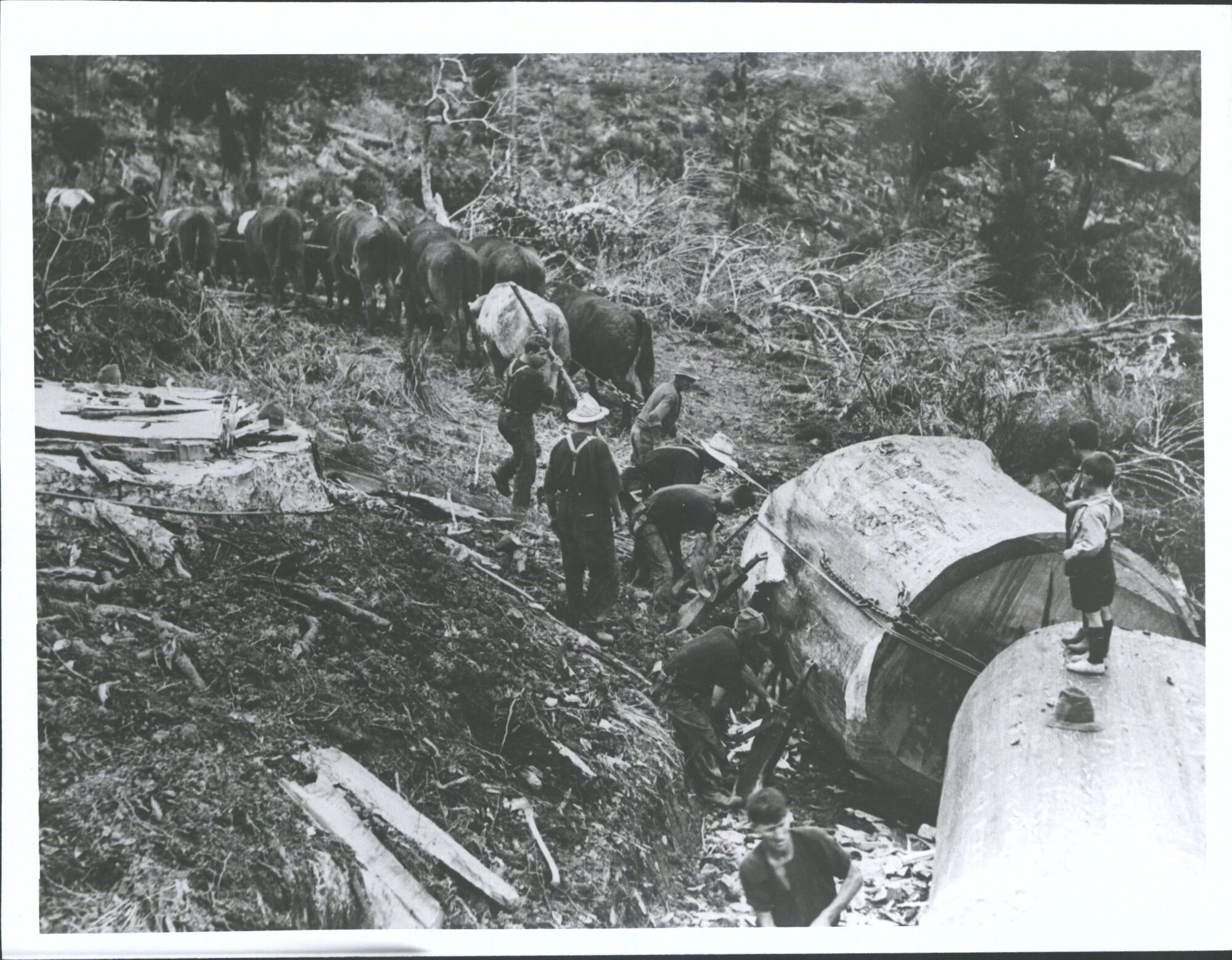 Bullocks breaking out a big log