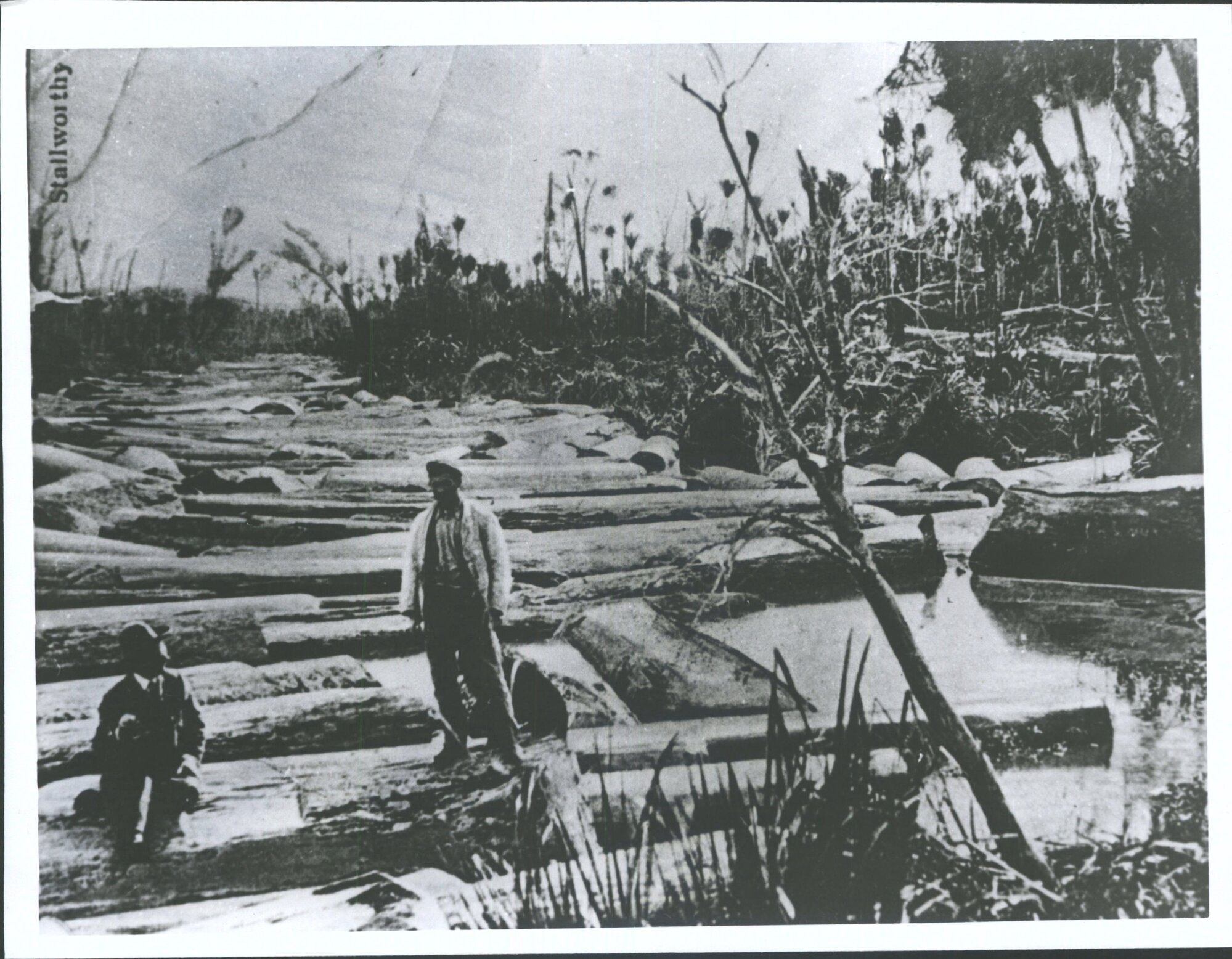 T. G. Hawkins (Standing) &amp;  Arthur Stallworthy (later M.P) 10,000,000 ft of Kauri stretching up stream for 5 miles Awakino N. Wa