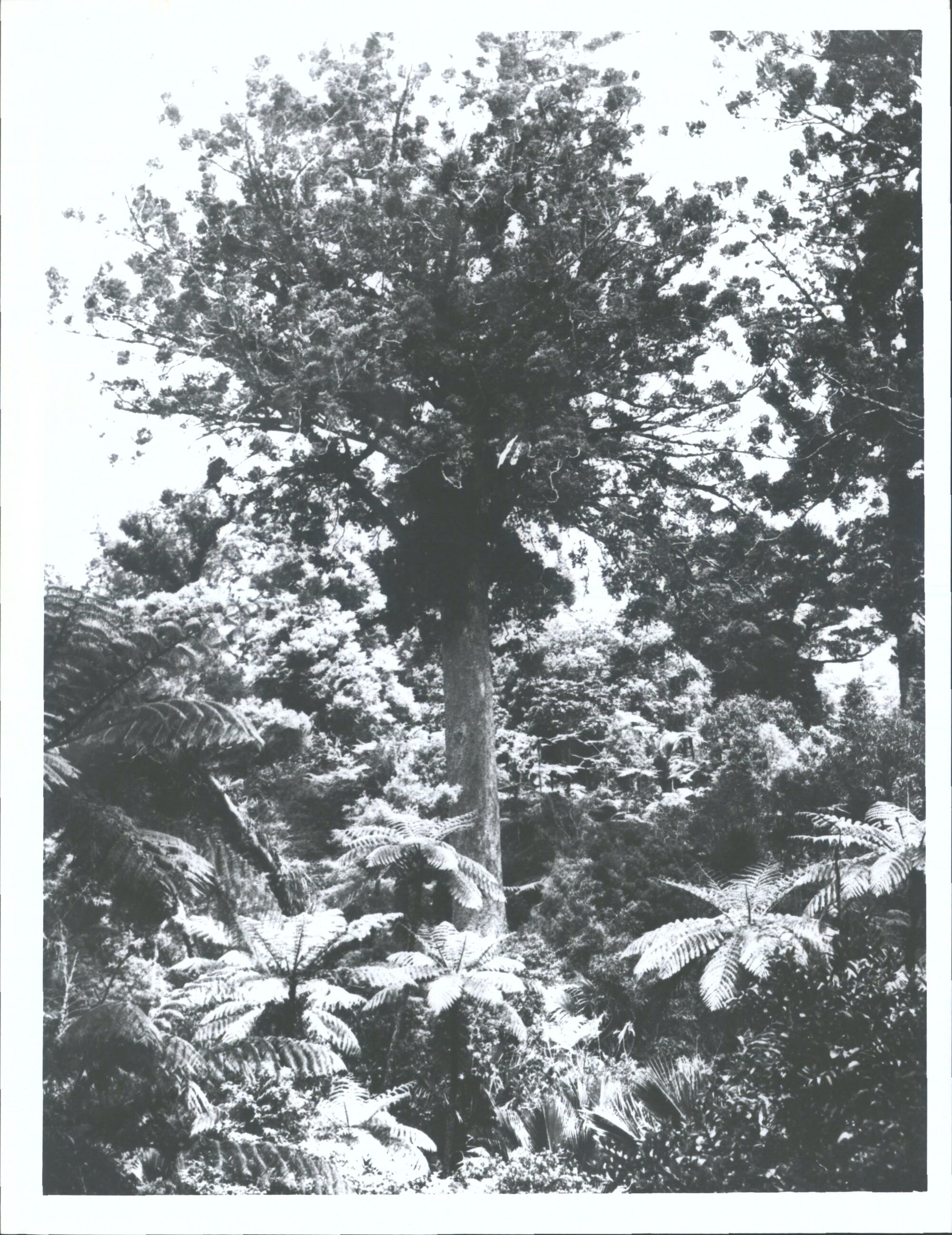 McKenzies bush between Coromandel and mercury Bay