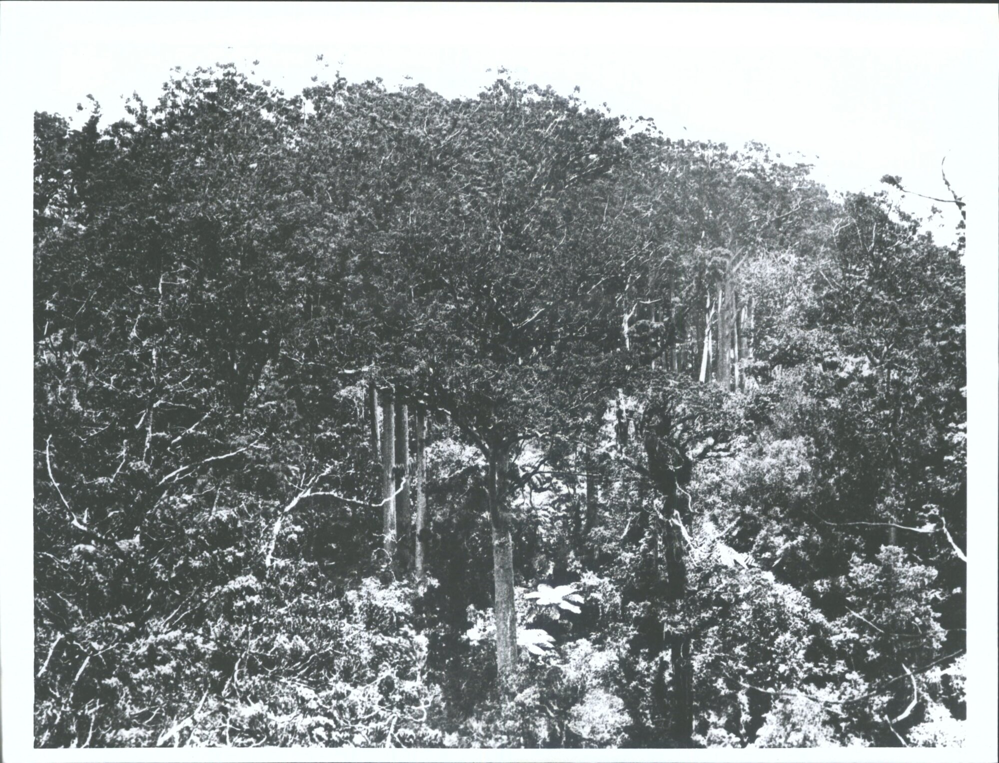 Great Barrier Island, about 1926
