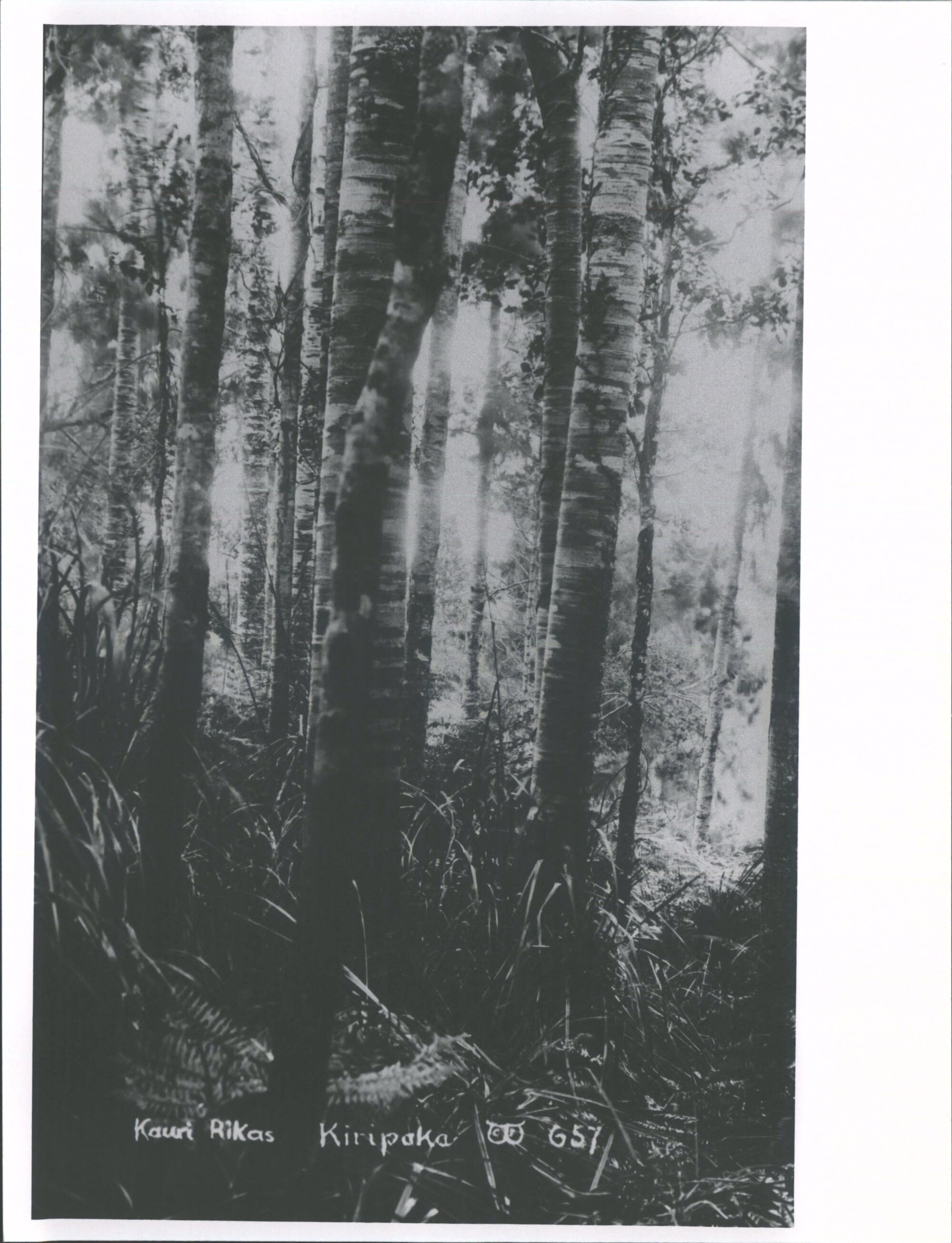 Kiripaka 'Kauri Rikas'