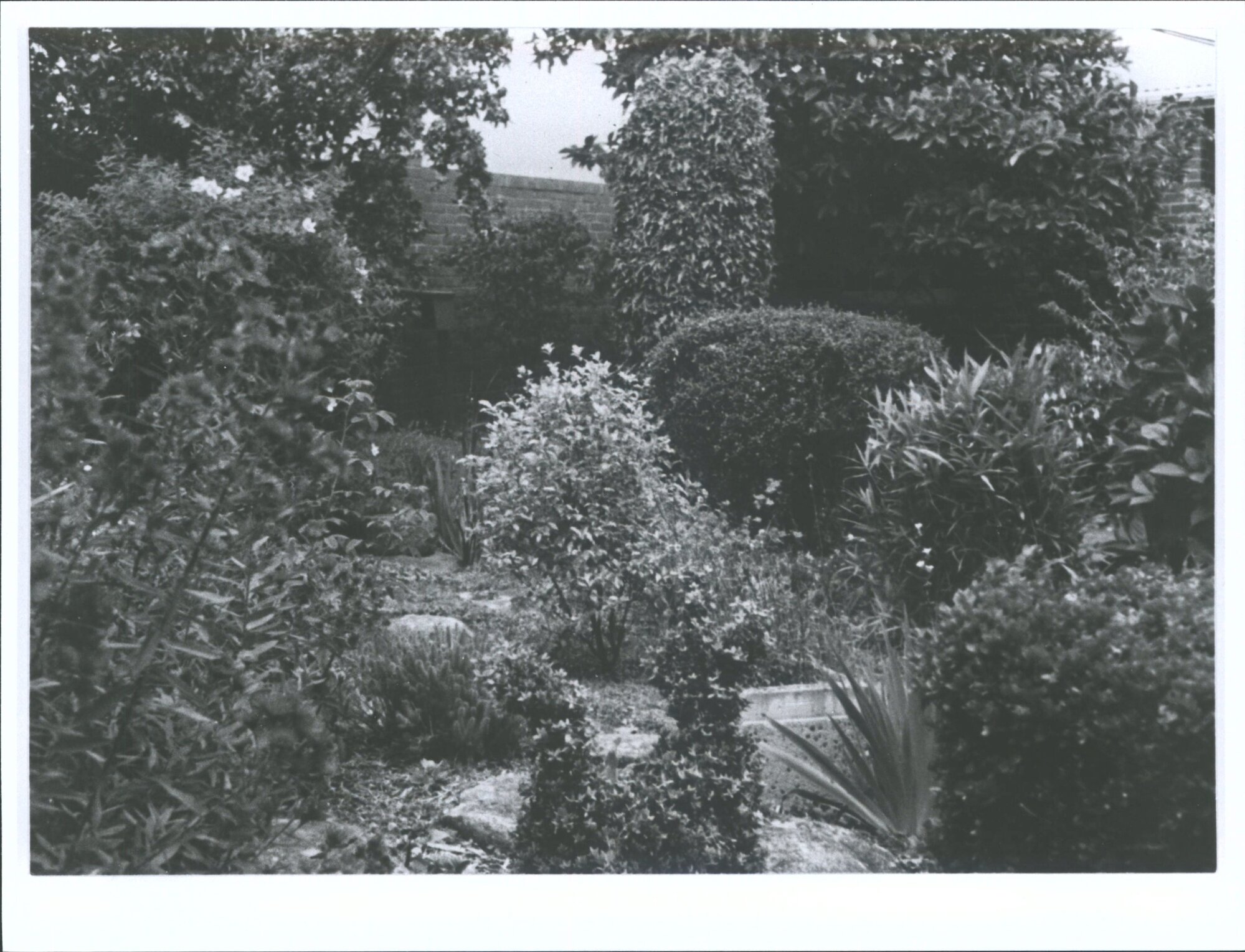 Garden at 19 warden street