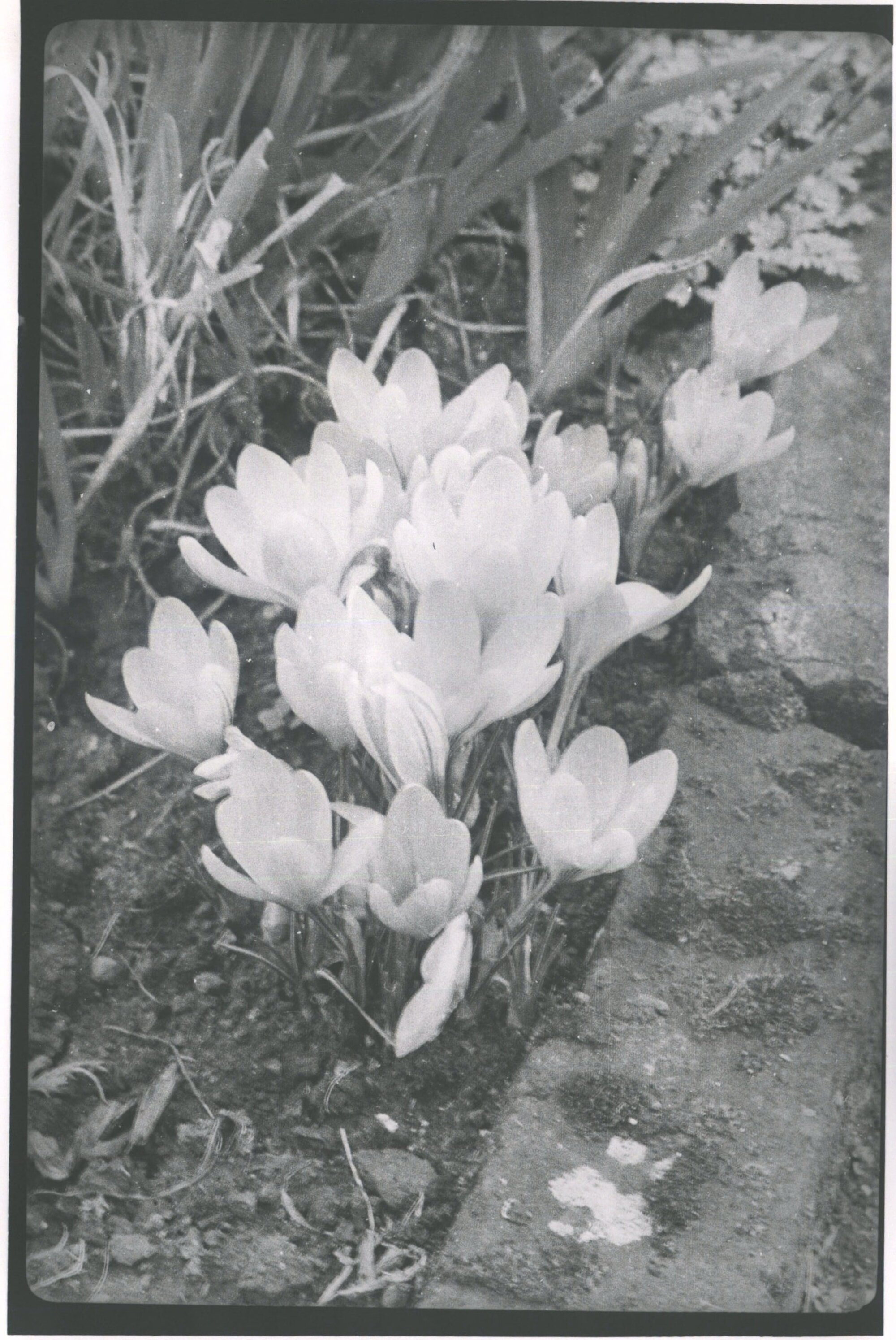 Crocus