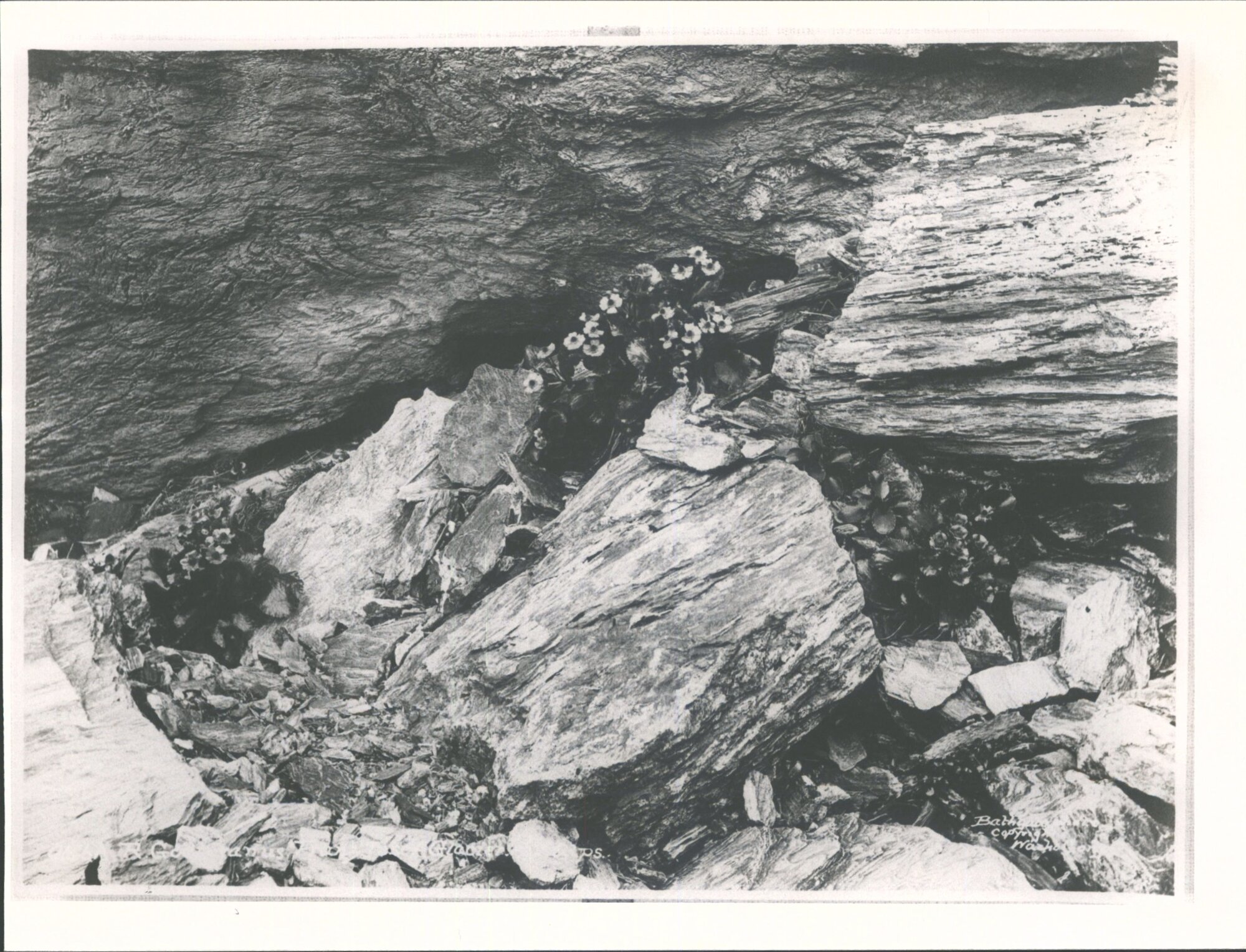 Franz Josef Glacier NZA Gps Ranunculus Godleyanus