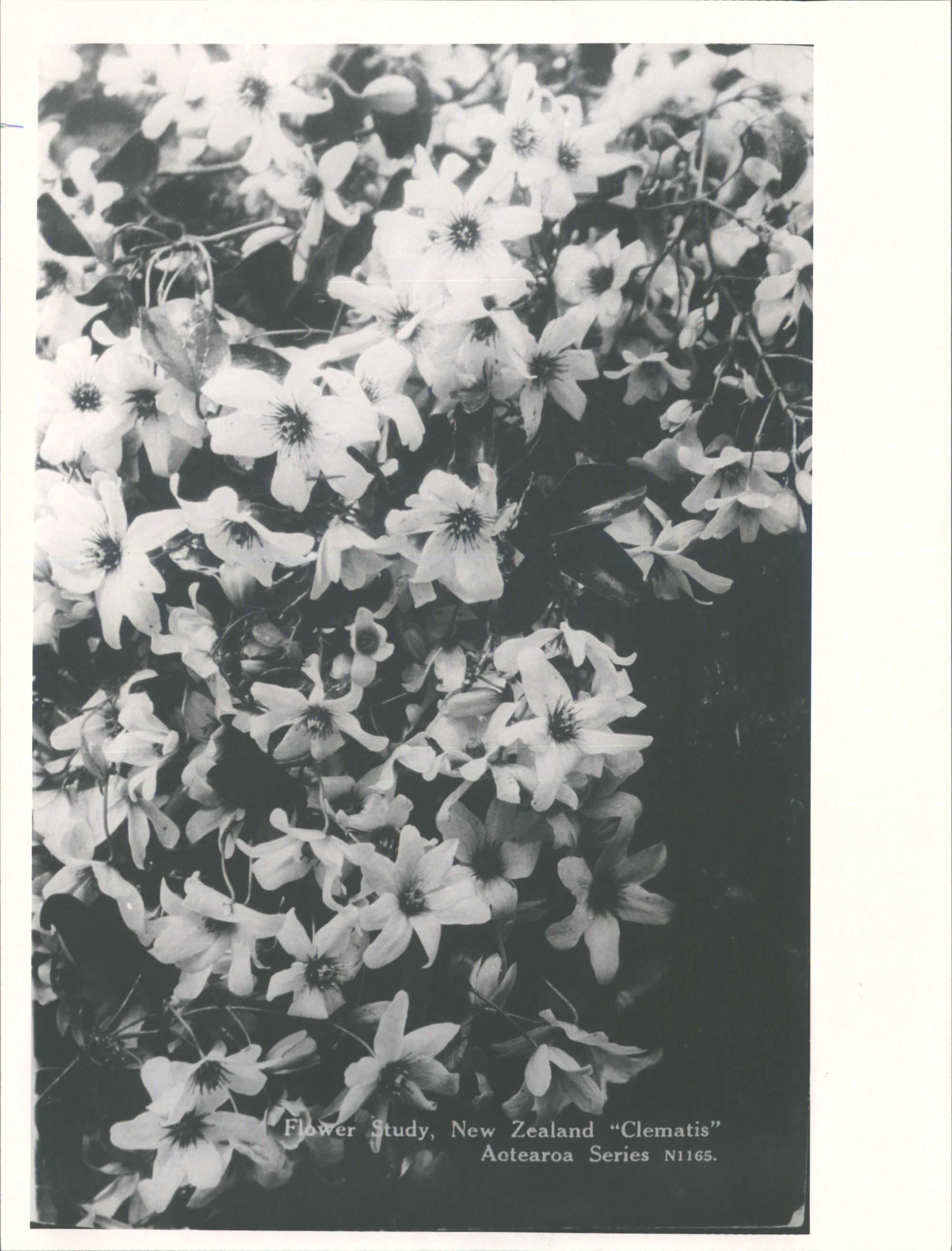 Flower Study, New Zealand "Clematis"