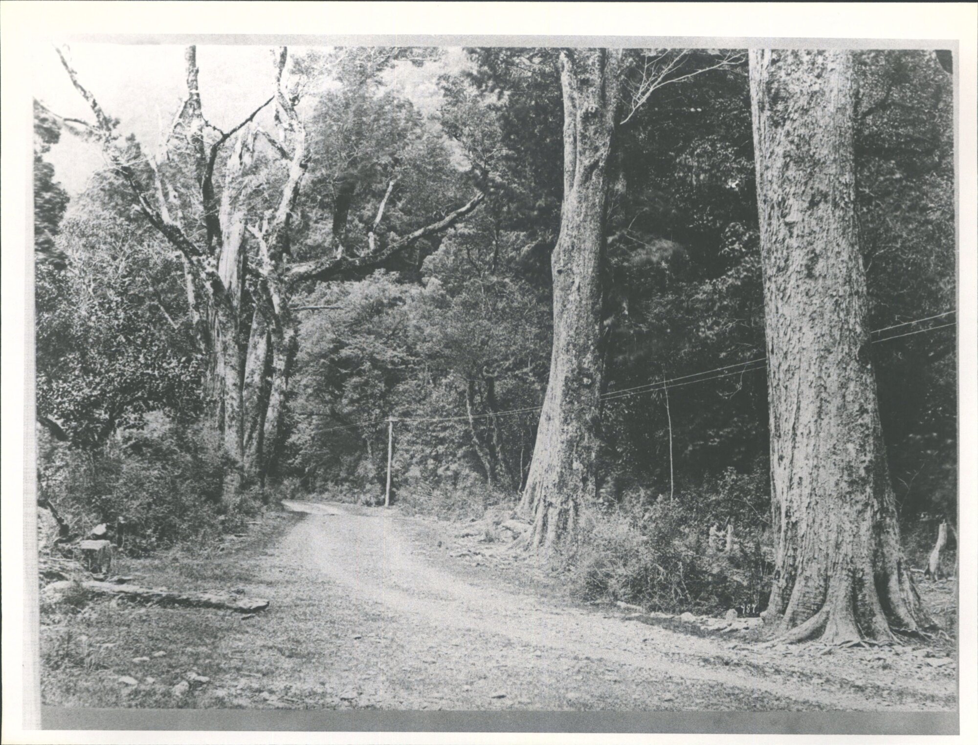 Black Birch   "Scenes in the Southern Alps:  Chch &amp; Hokitika Rd (1875)