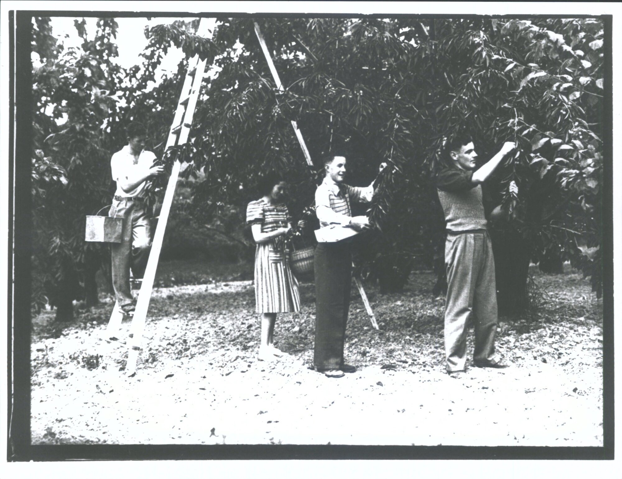 Cherry trees, Roxburgh  Miss Bennetts in stripped dress