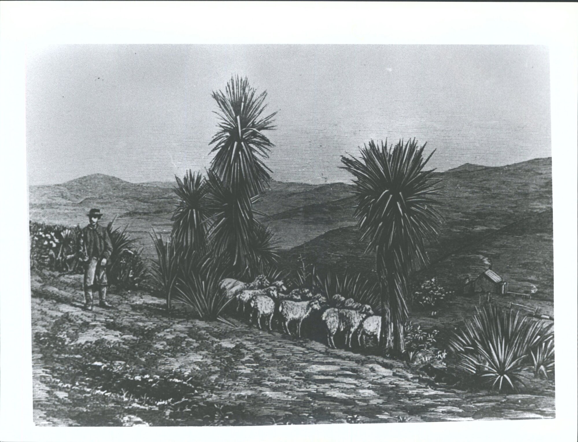 "Illustrated Australian news