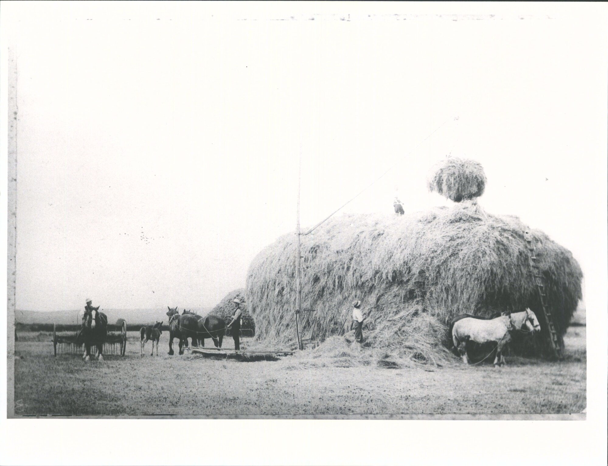 Haymaking