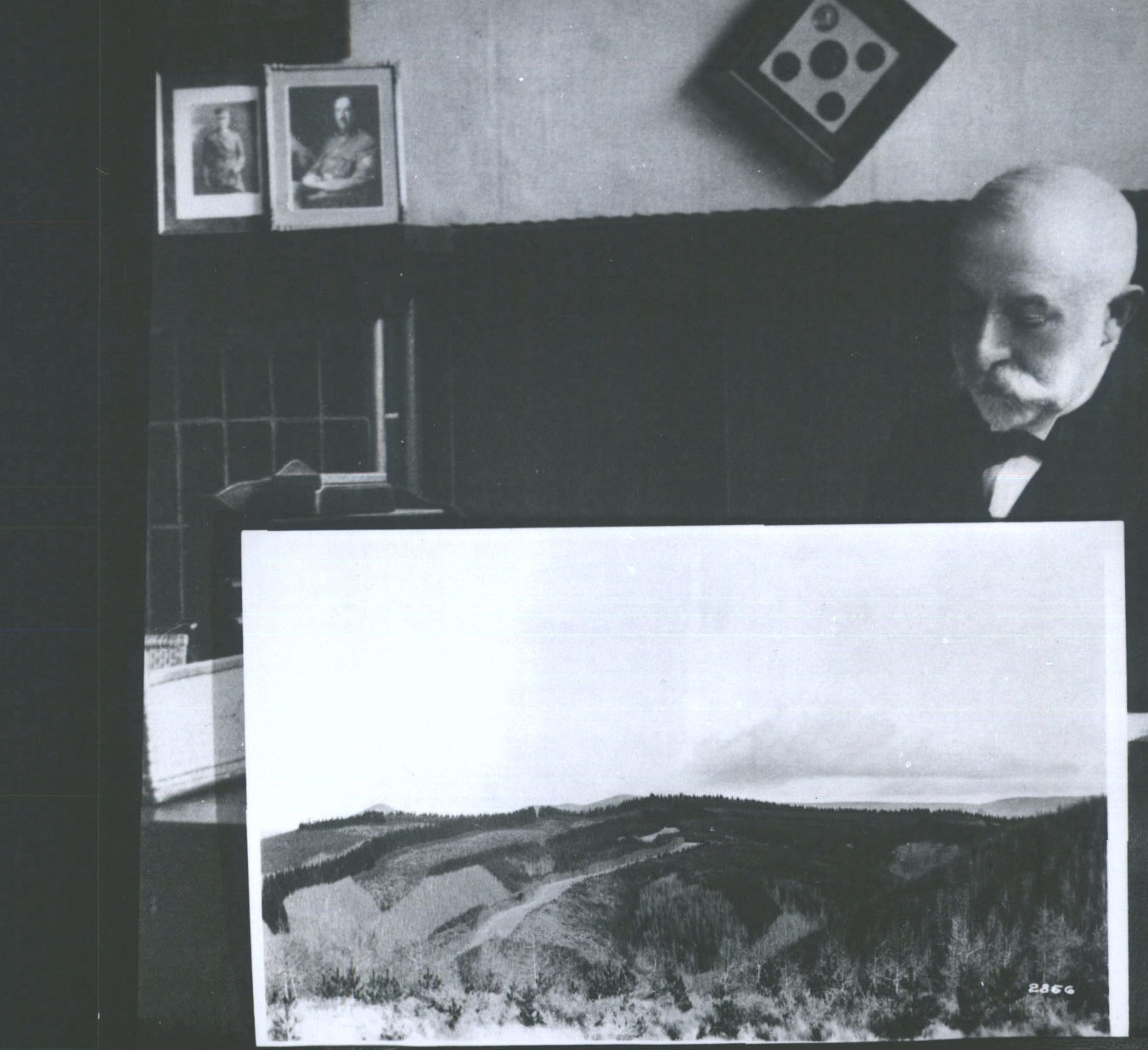 CONICAL HILLS Pinus radiata Forest