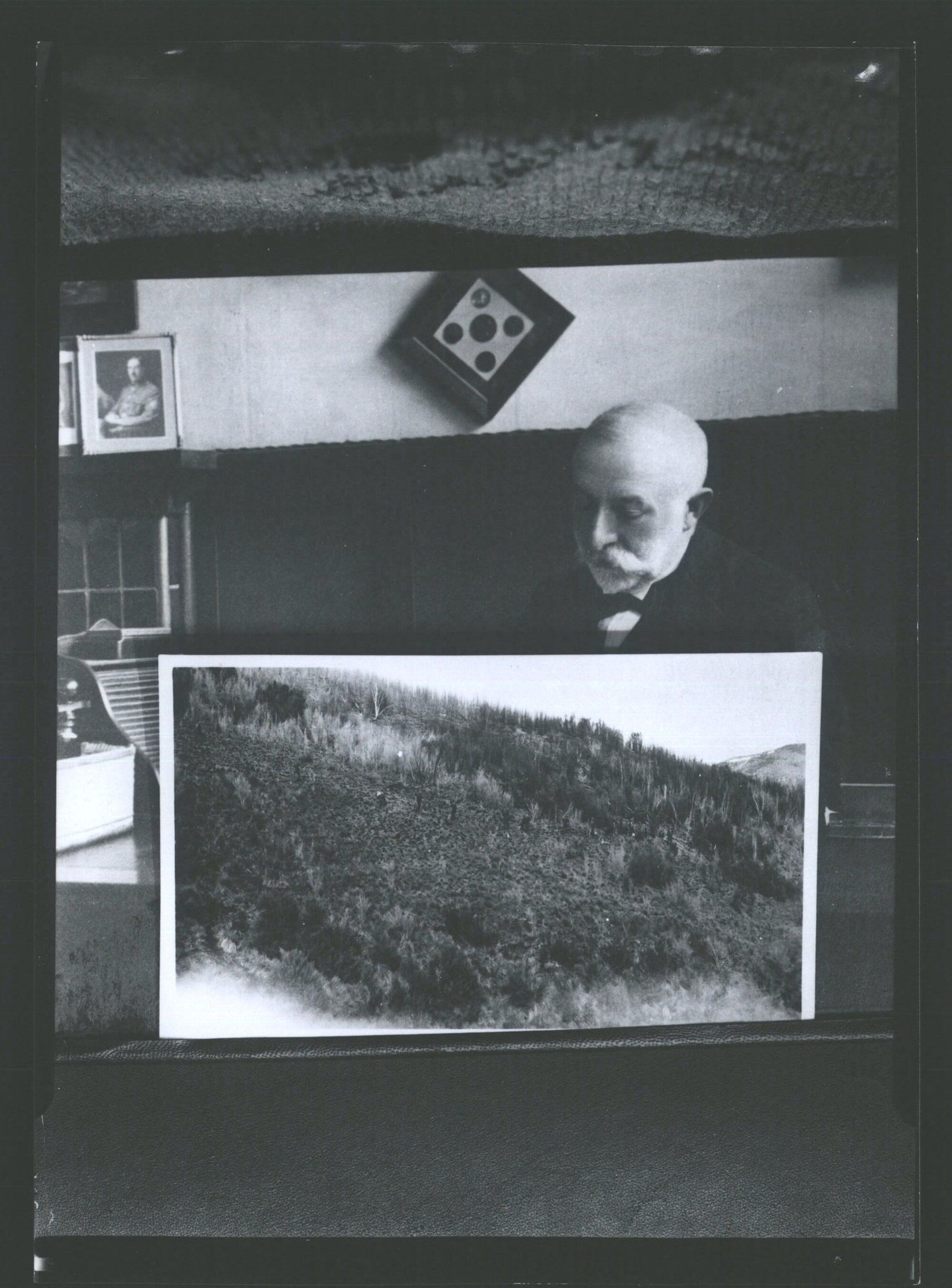 Forestry  Blue MTS Planting Exotic Trees 1928