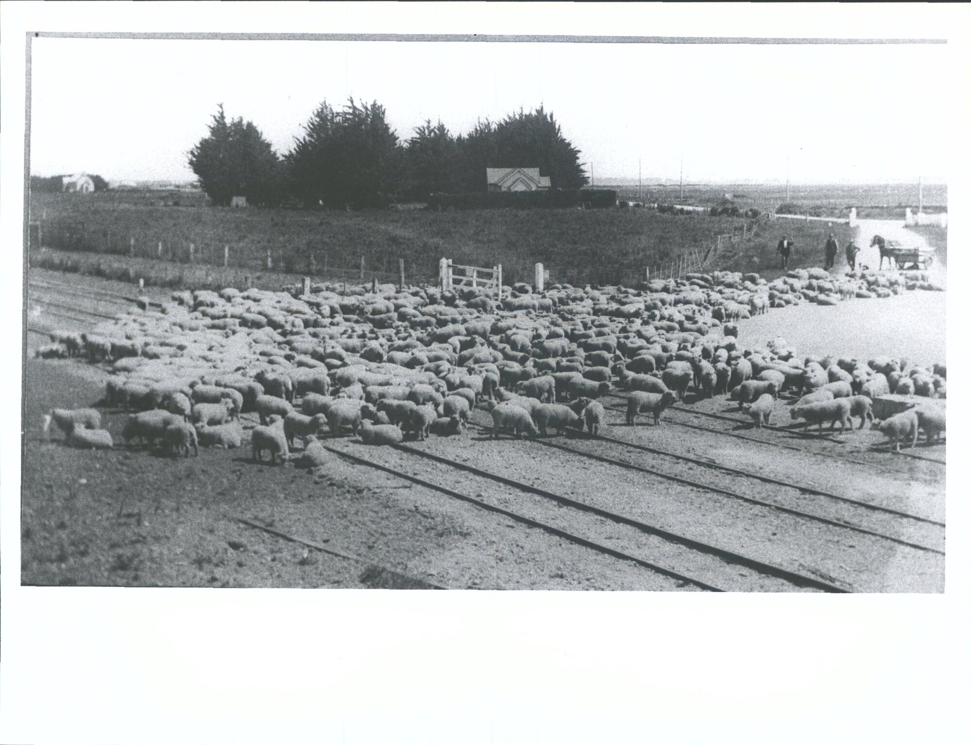 Driving fat lambs from Heddon Bush (William  Watson's lambs) Mayfield to centre bush Rly Station