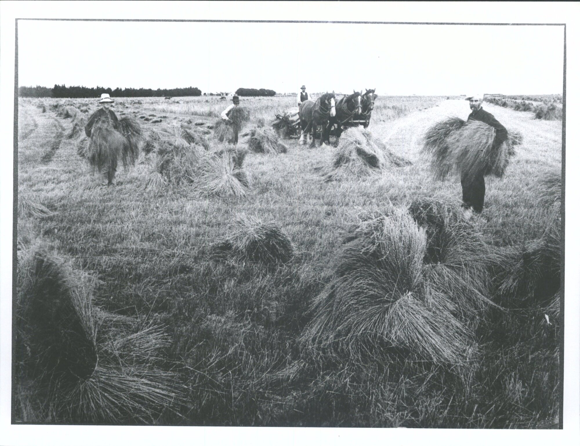 Harvesting al "Mayfield"  l to r  Alex Fleming, James Watson, William Watson, William Thompson