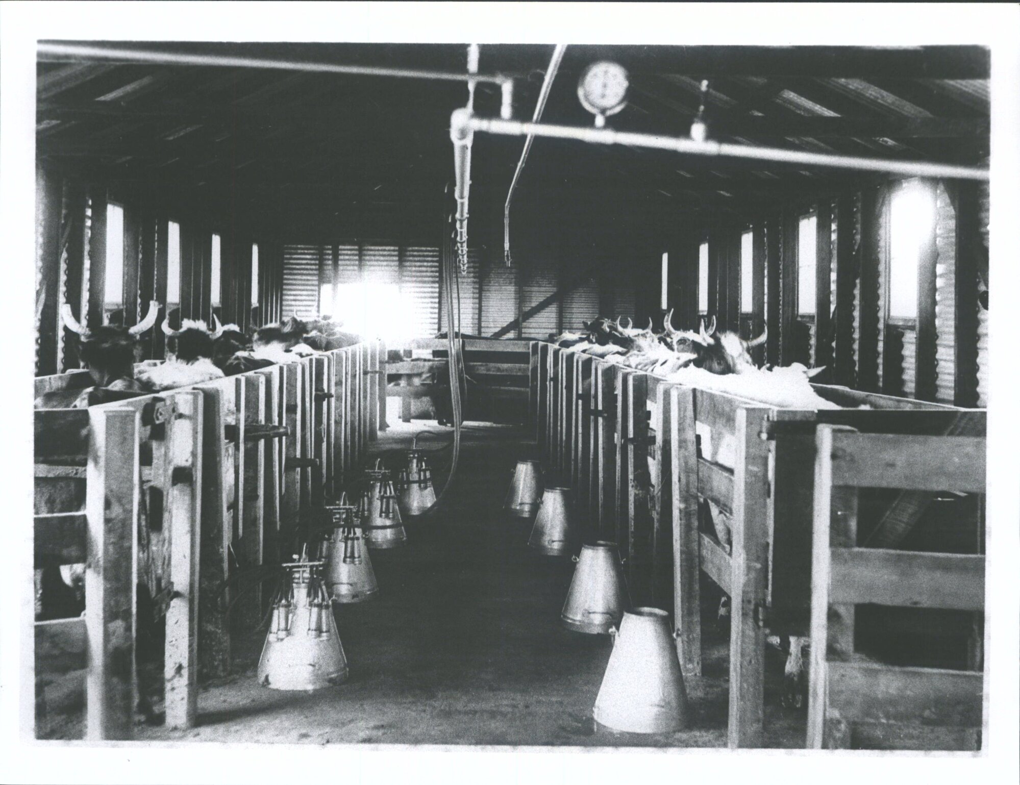 Milking shed at Mr Thomas Watson's property "The Mains"