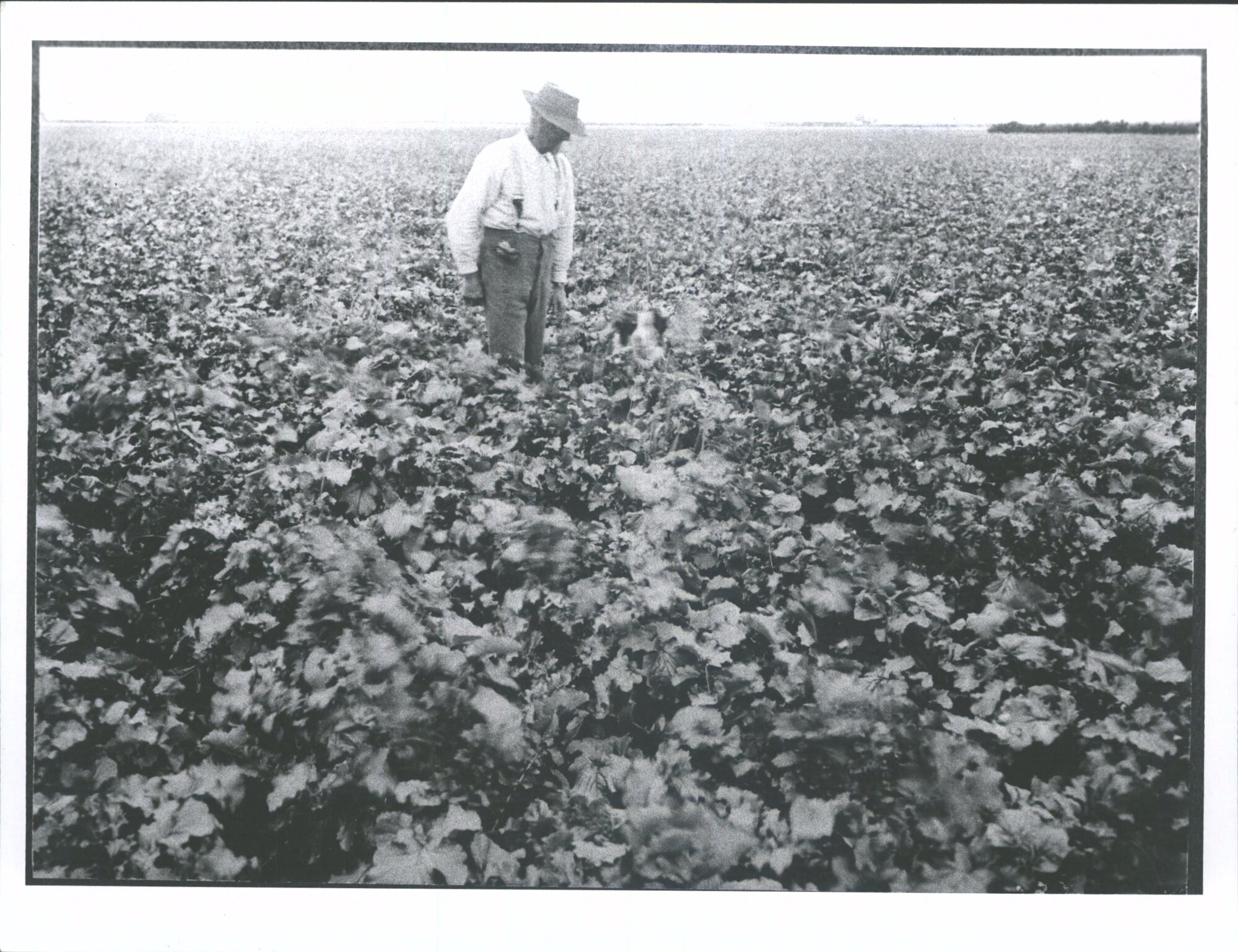 Mr William Watson's farm Mr James Watson with (chou moillier crop?)