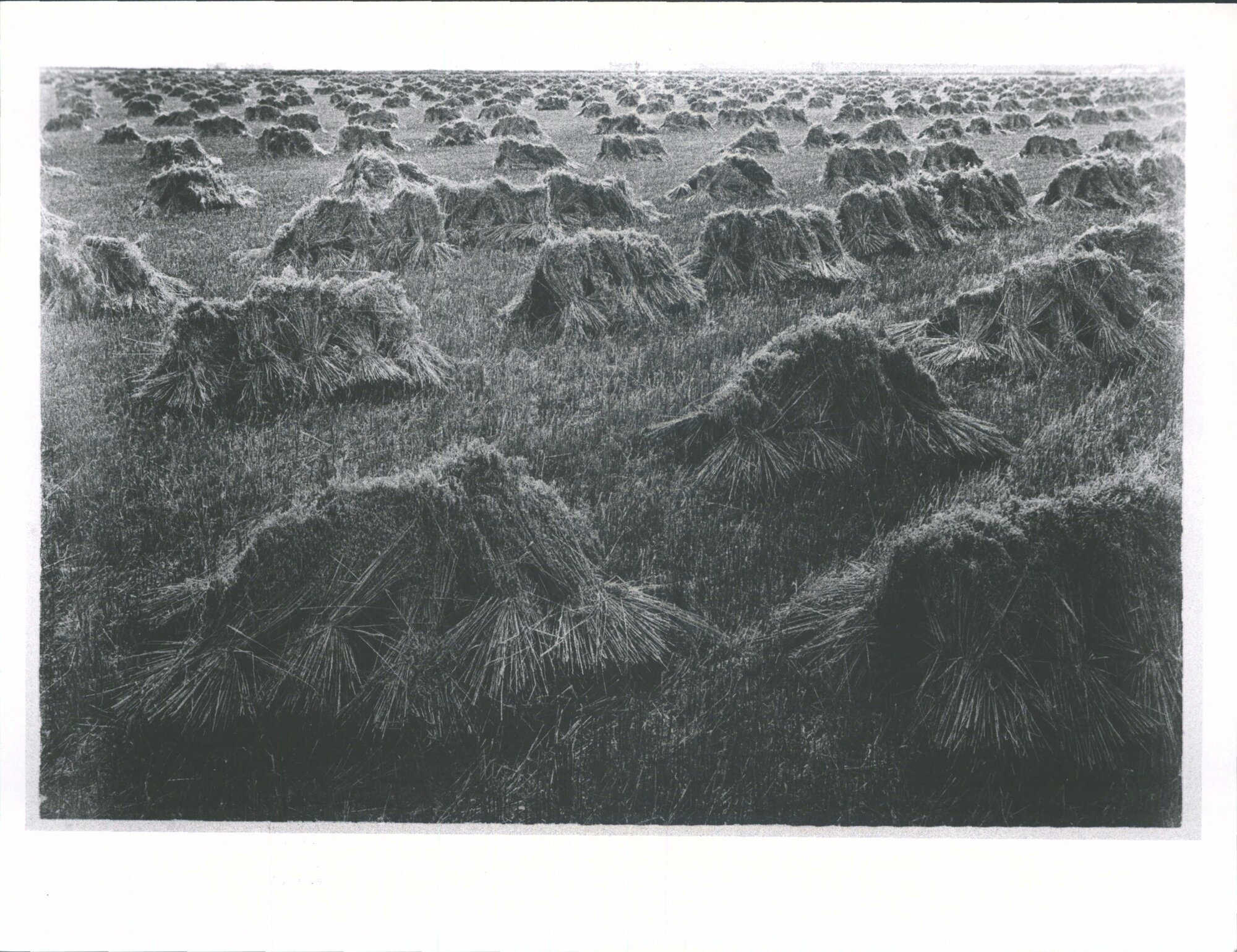 Harvesting at 'Mayfield'