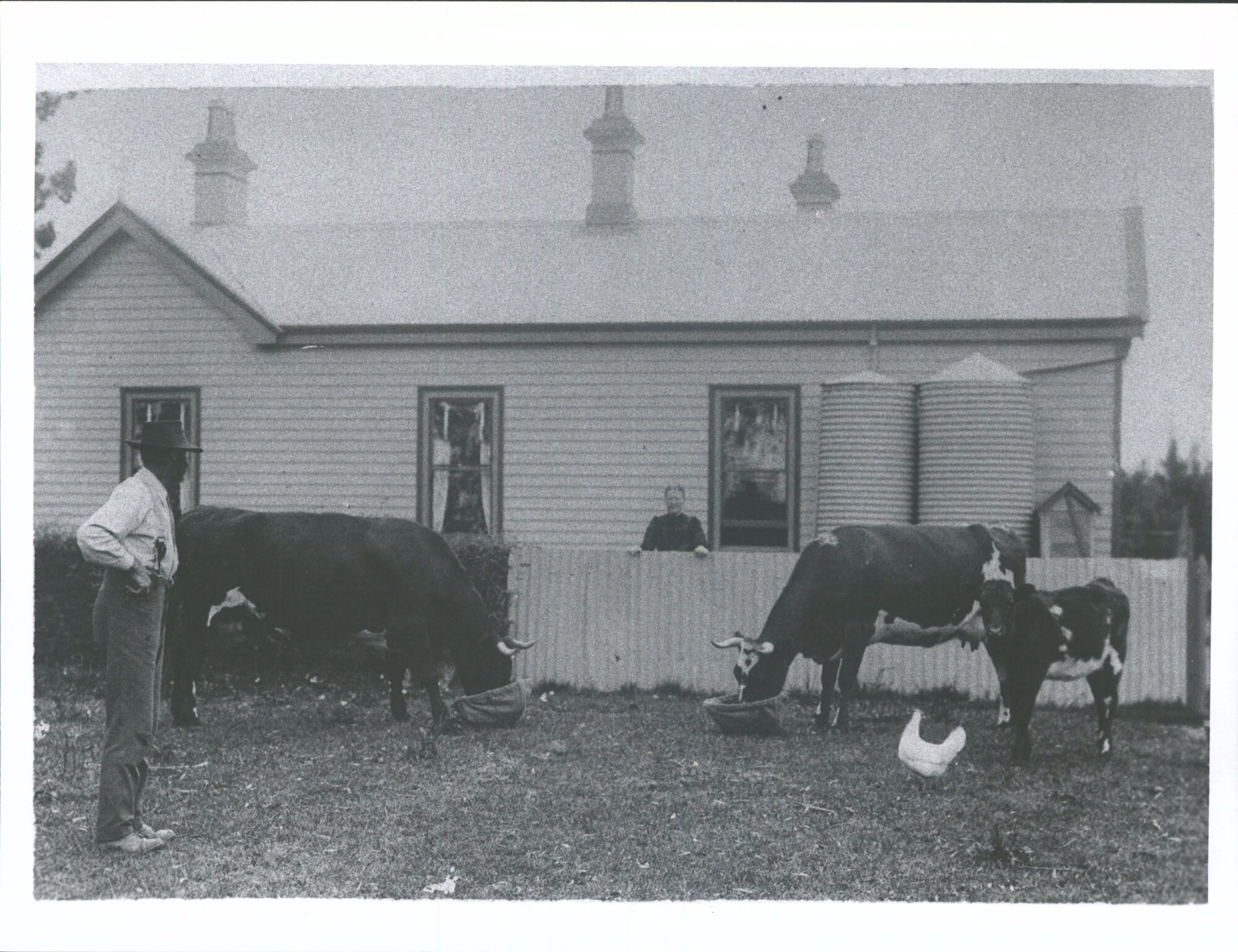 Feeding cows at "Meadow Bank" James &amp; Helen Watson's