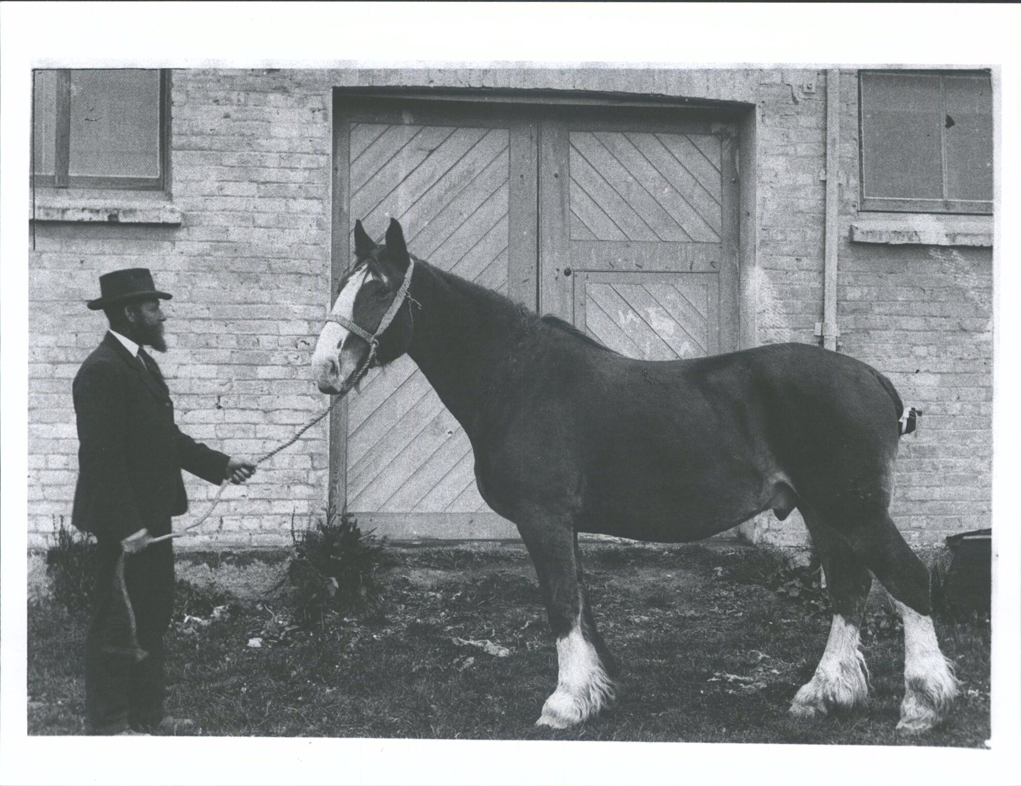 Mayfield [Mr Wm Watson] 'The Pioneer Clydesdale Gelding "Harry" now 17 years old, May 1901'