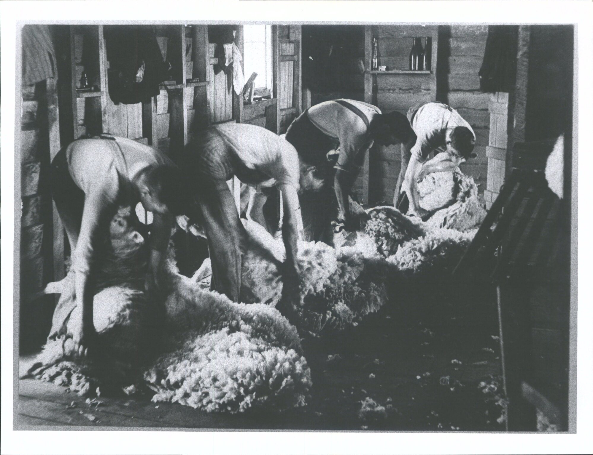 Mayfield  Shearing Gang at Mr William Watson's "On the shearing board hard at it."