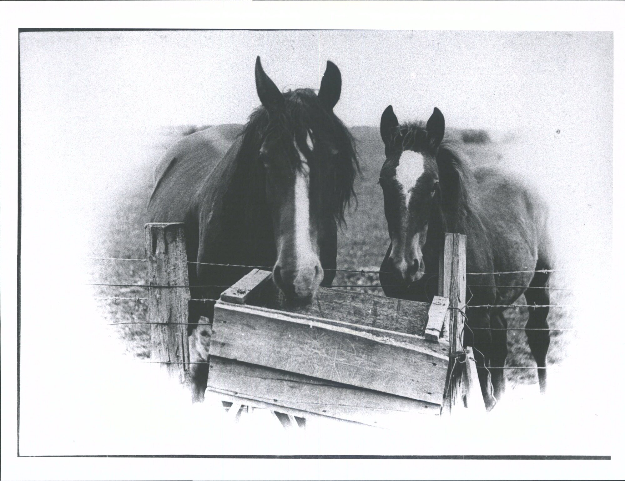 (Mayfield)  "Mare &amp; Foal feeding' at the fence"