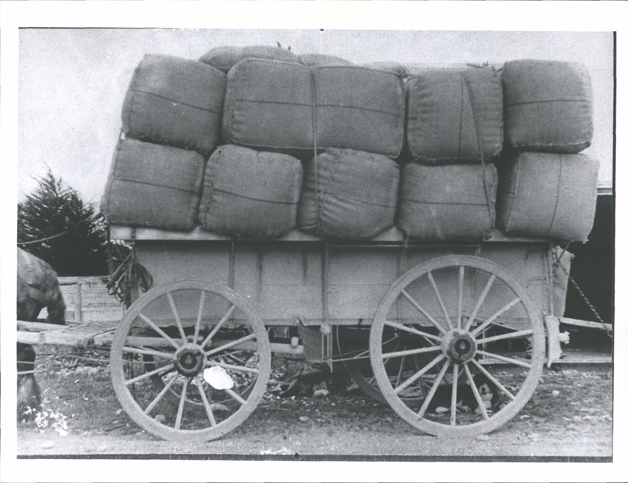 Wool Wagons at Mayfield