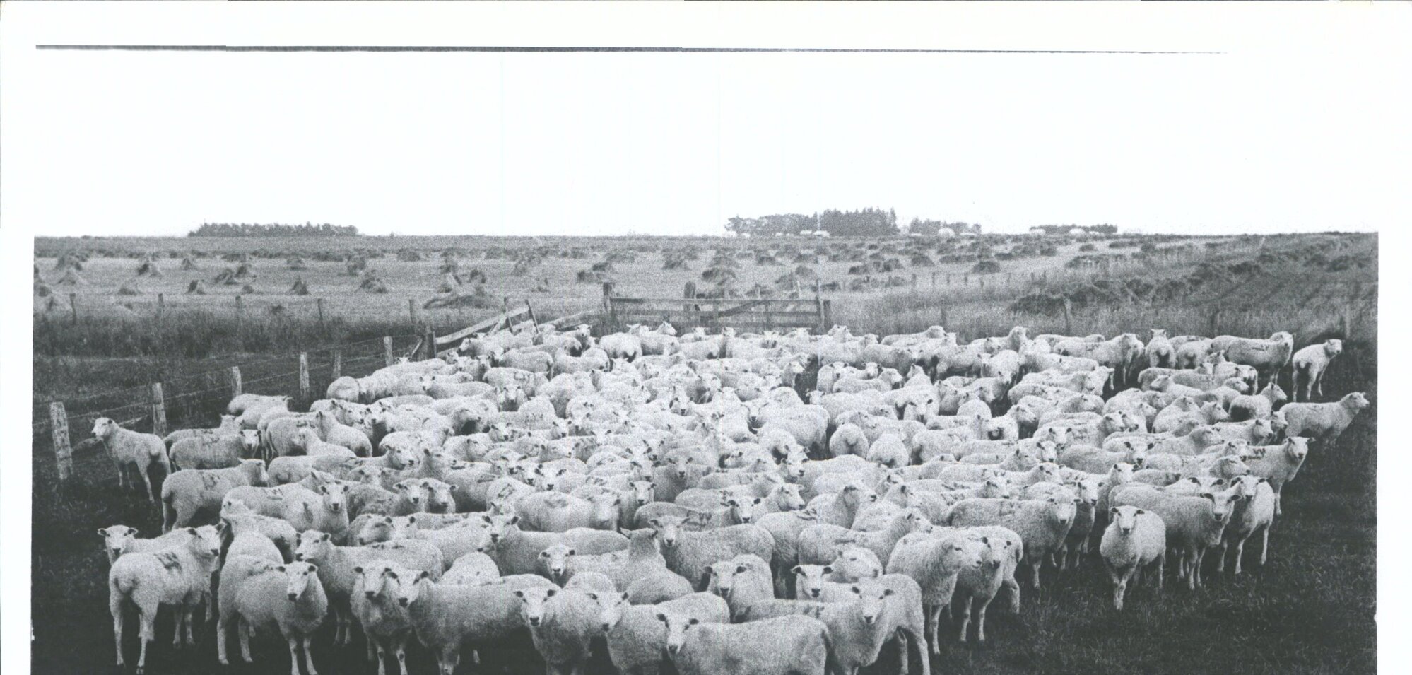 Mr William Watson's  property [Mayfield]