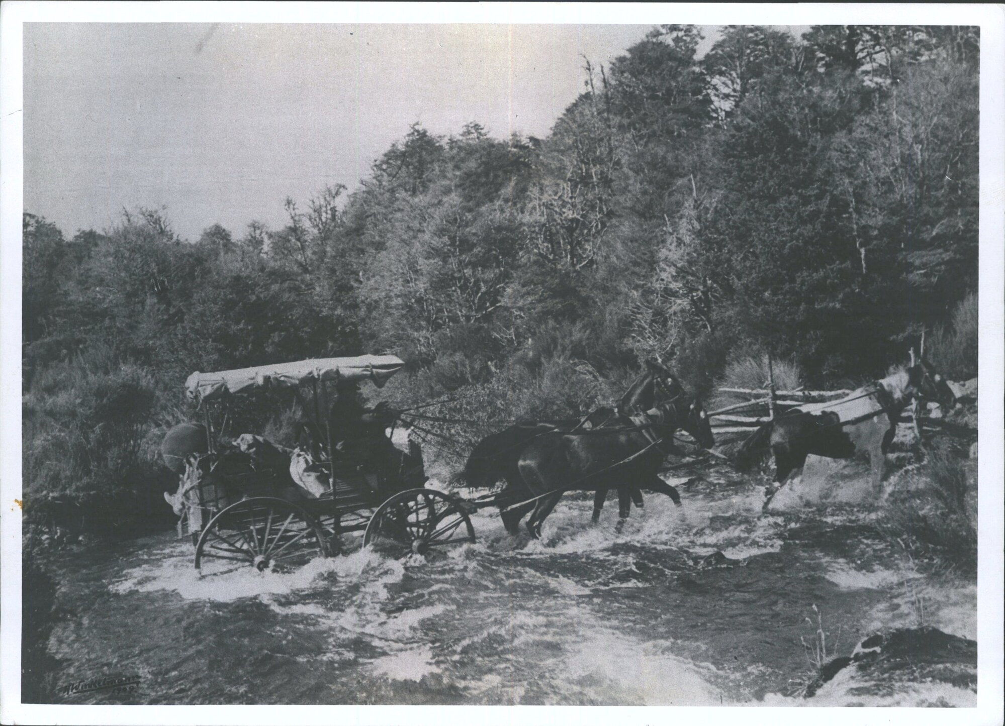 Horse drawn team (Probably Coromandel)