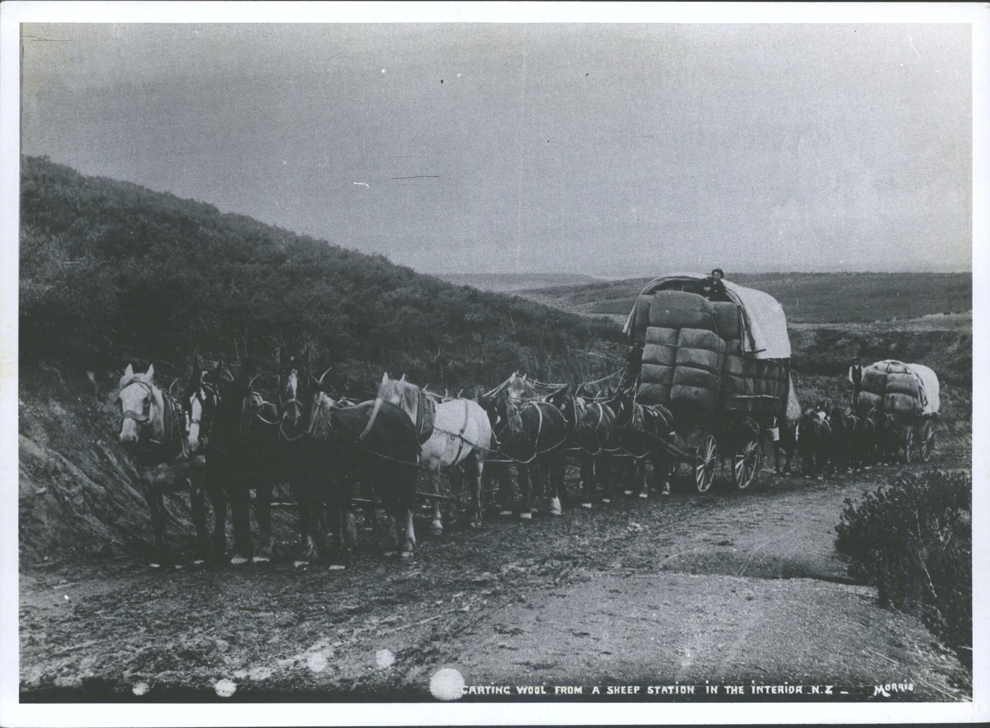 Carting wool from a sheep station in the interior N.Z. (Jack Leslie at reins of 1st Wagon)