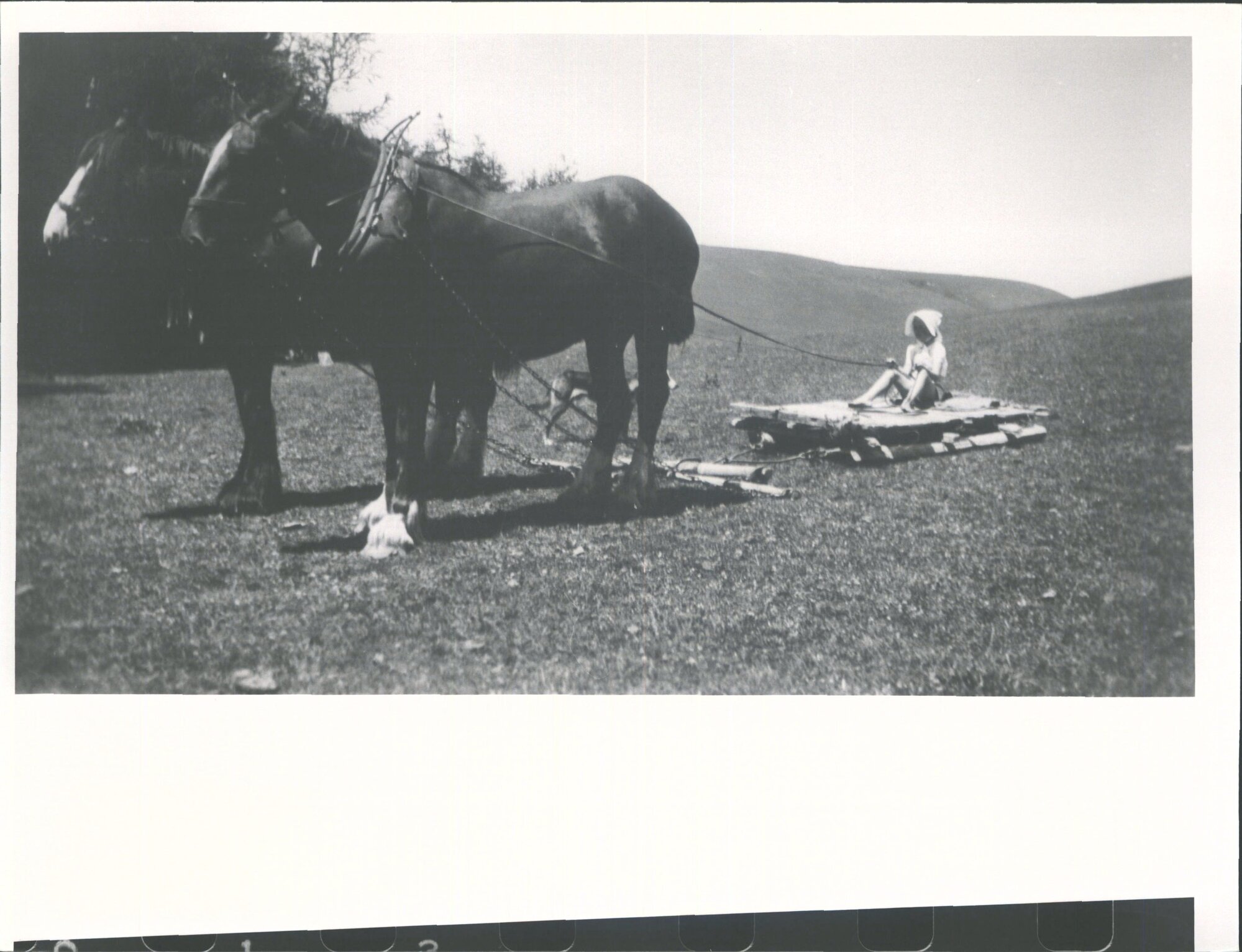 Cave Canterbury [1948]. Horse drawn sled with child - used for stock food &amp; fencing materials