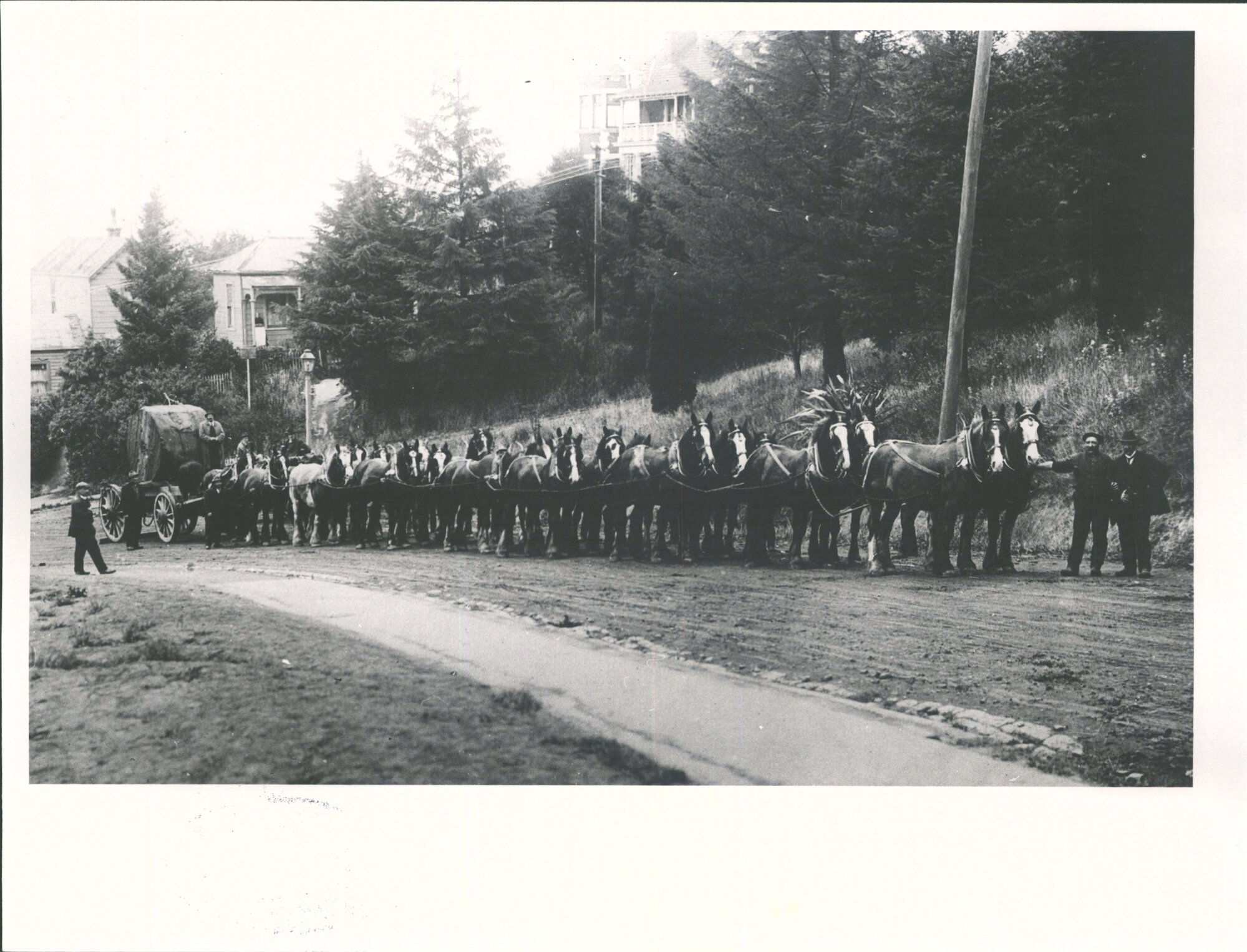 24 horse team  NZ Express with cable  for Dunedin &amp; Kaikorai Tram Co.
