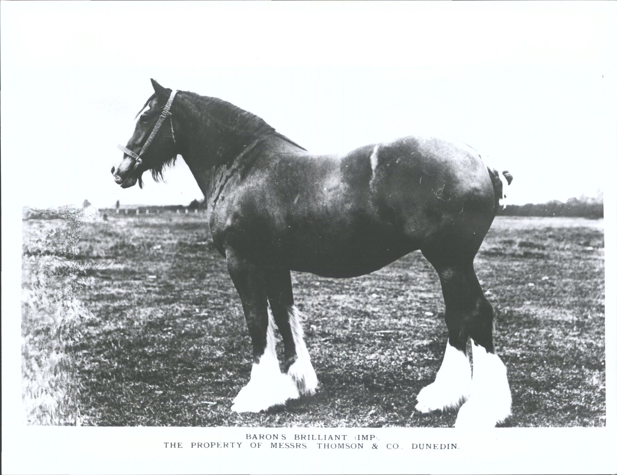 HORSES - Baron's Brilliant (Imp)